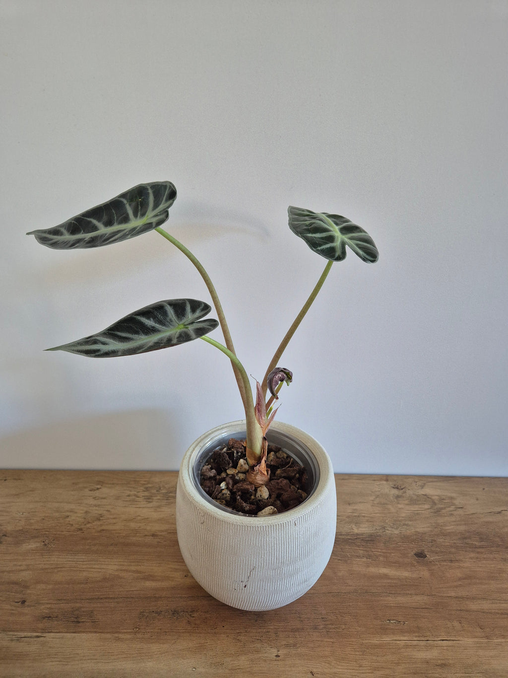Alocasia Polly #1