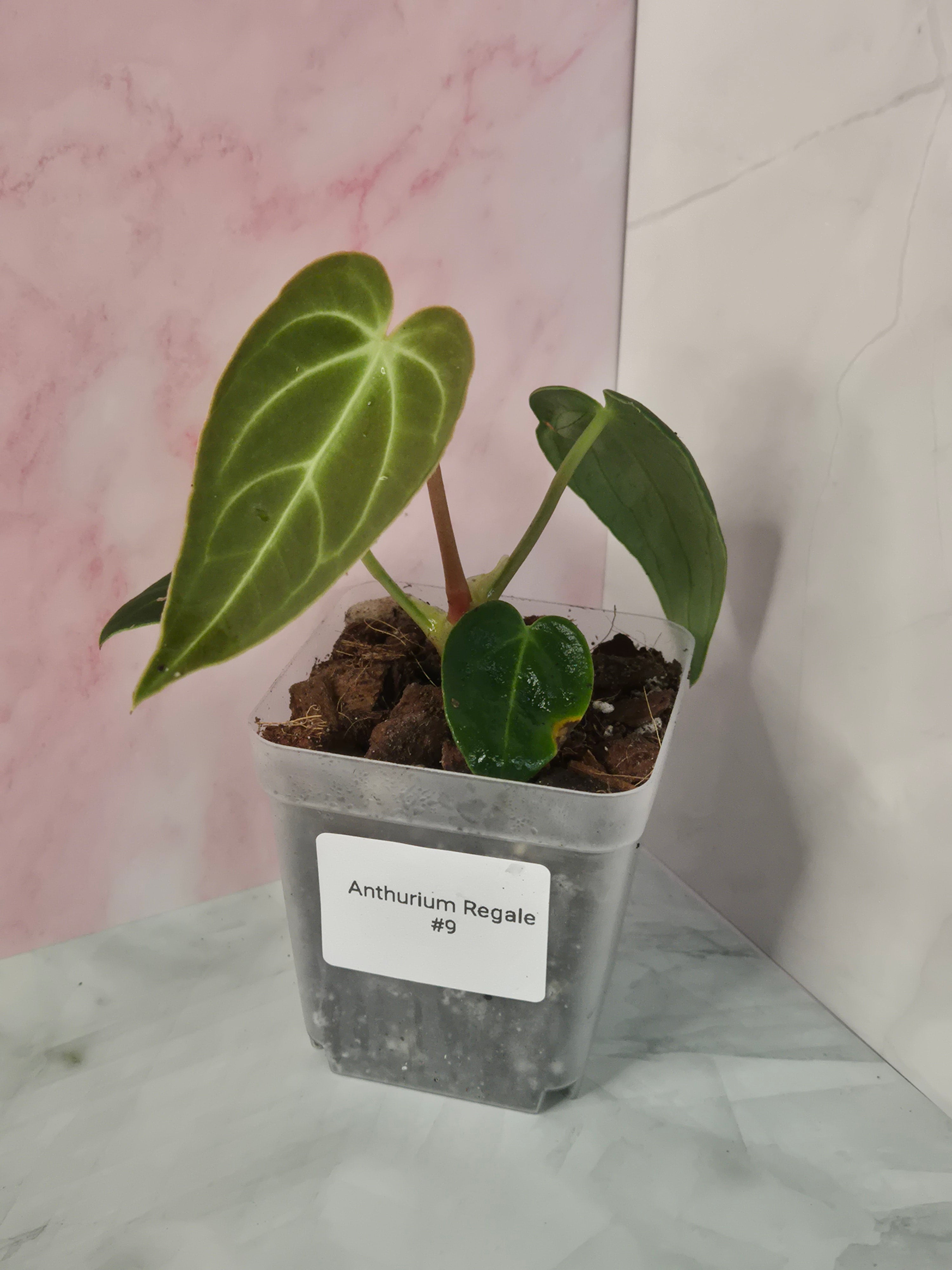 Anthurium Regale #9