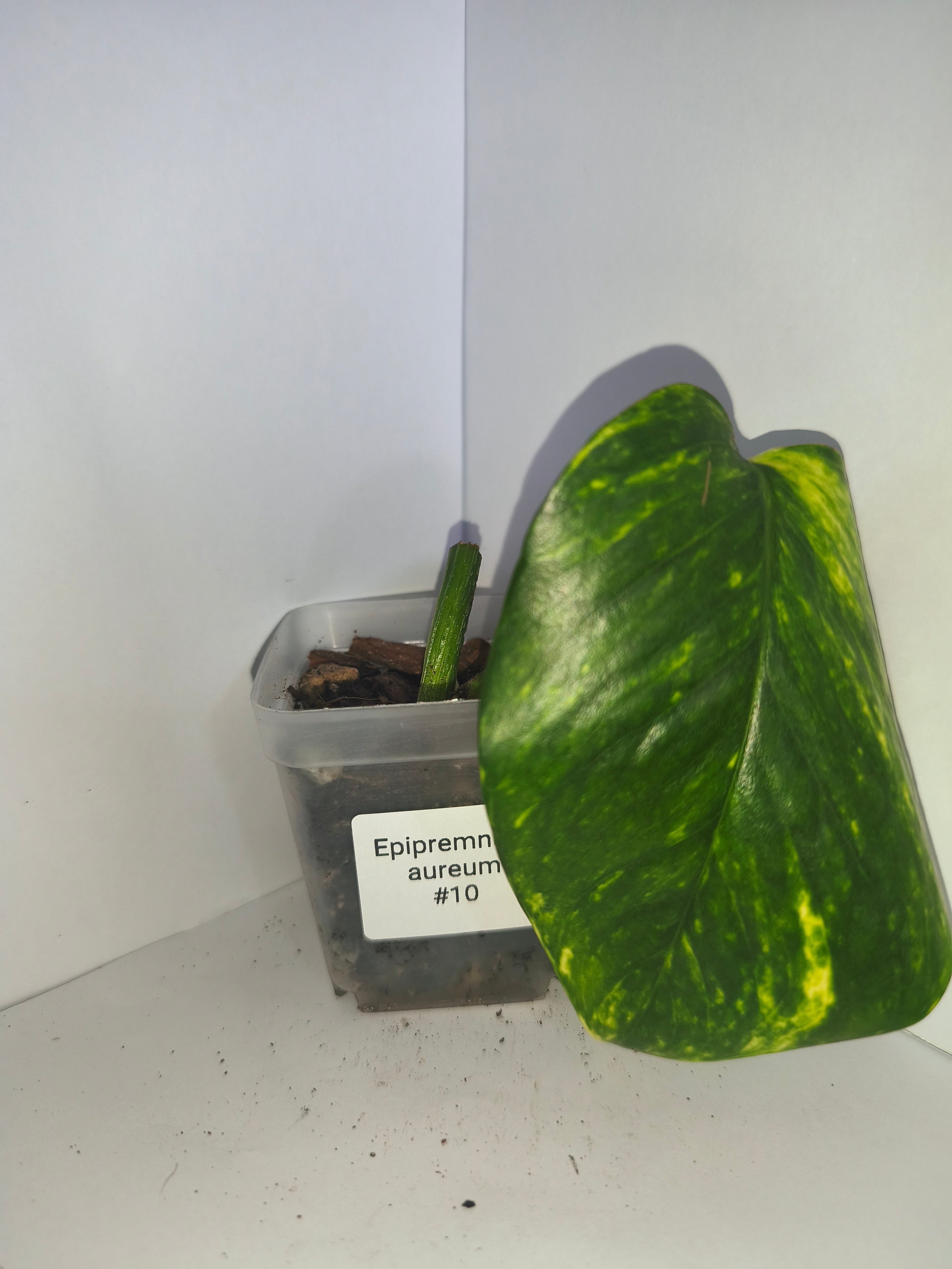 Epipremnum aureum #10