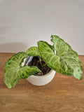 Syngonuim Podophyllum #1