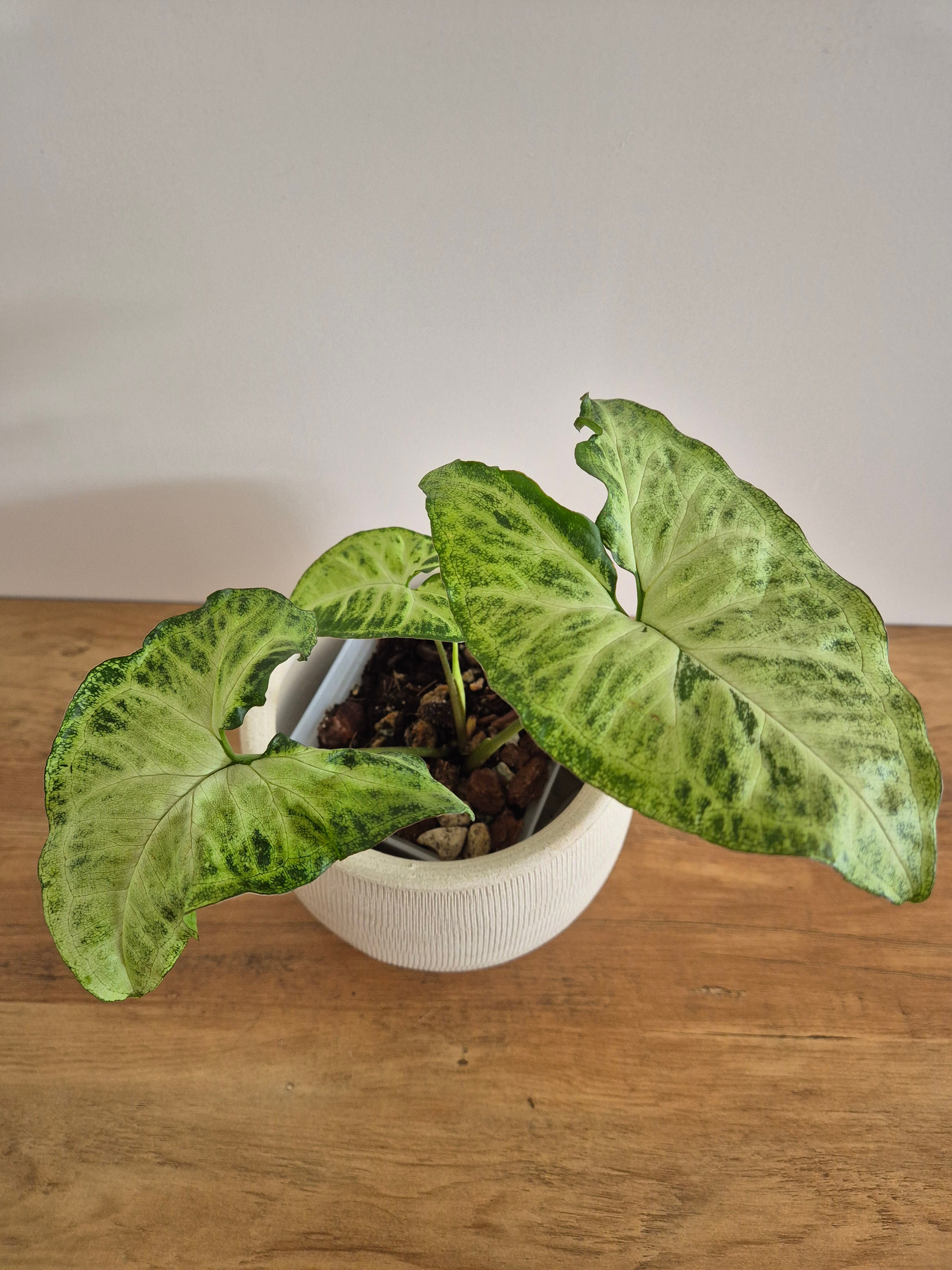 Syngonuim Podophyllum #1