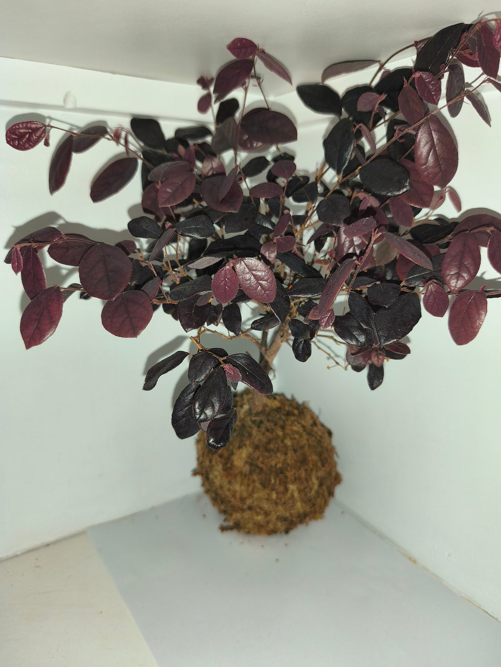 Kokedama #7