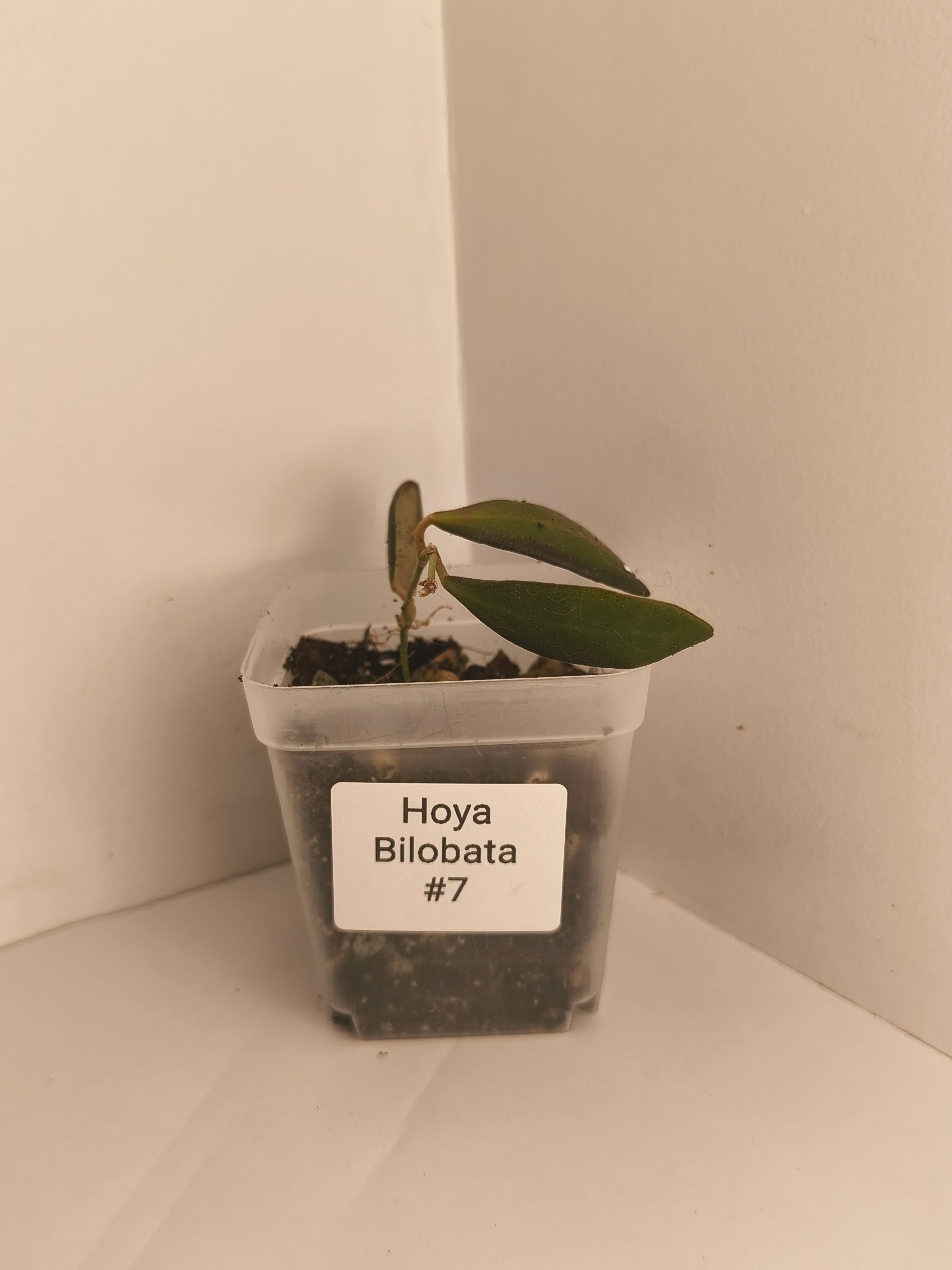 Hoya Bilobata #7