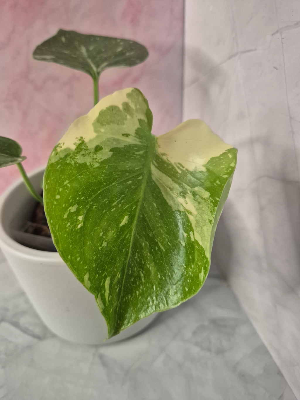 Monstera Thai Constellation #17