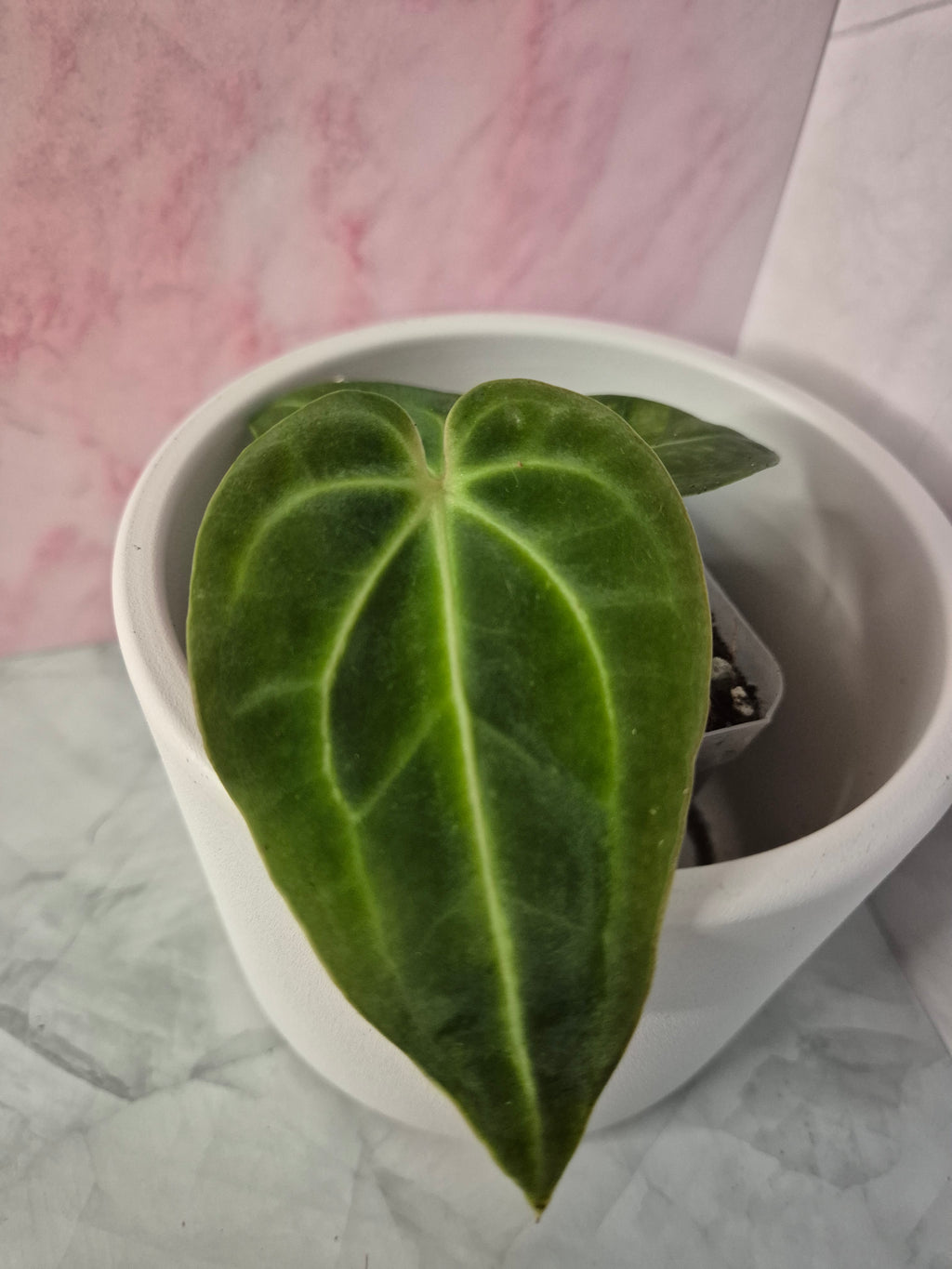 Anthurium Regale #7