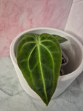 Anthurium Regale #7