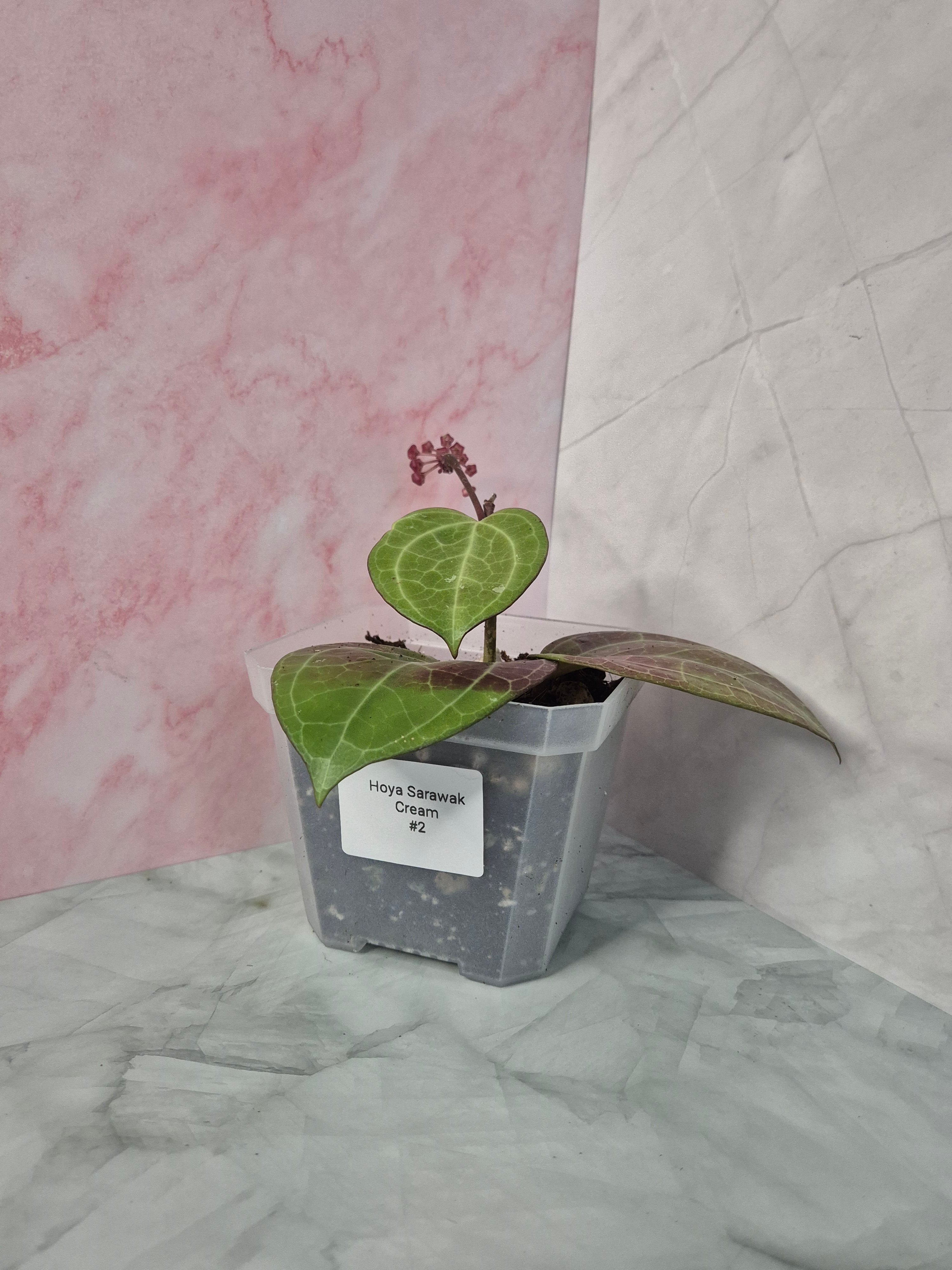 Hoya Sarawak Cream #2