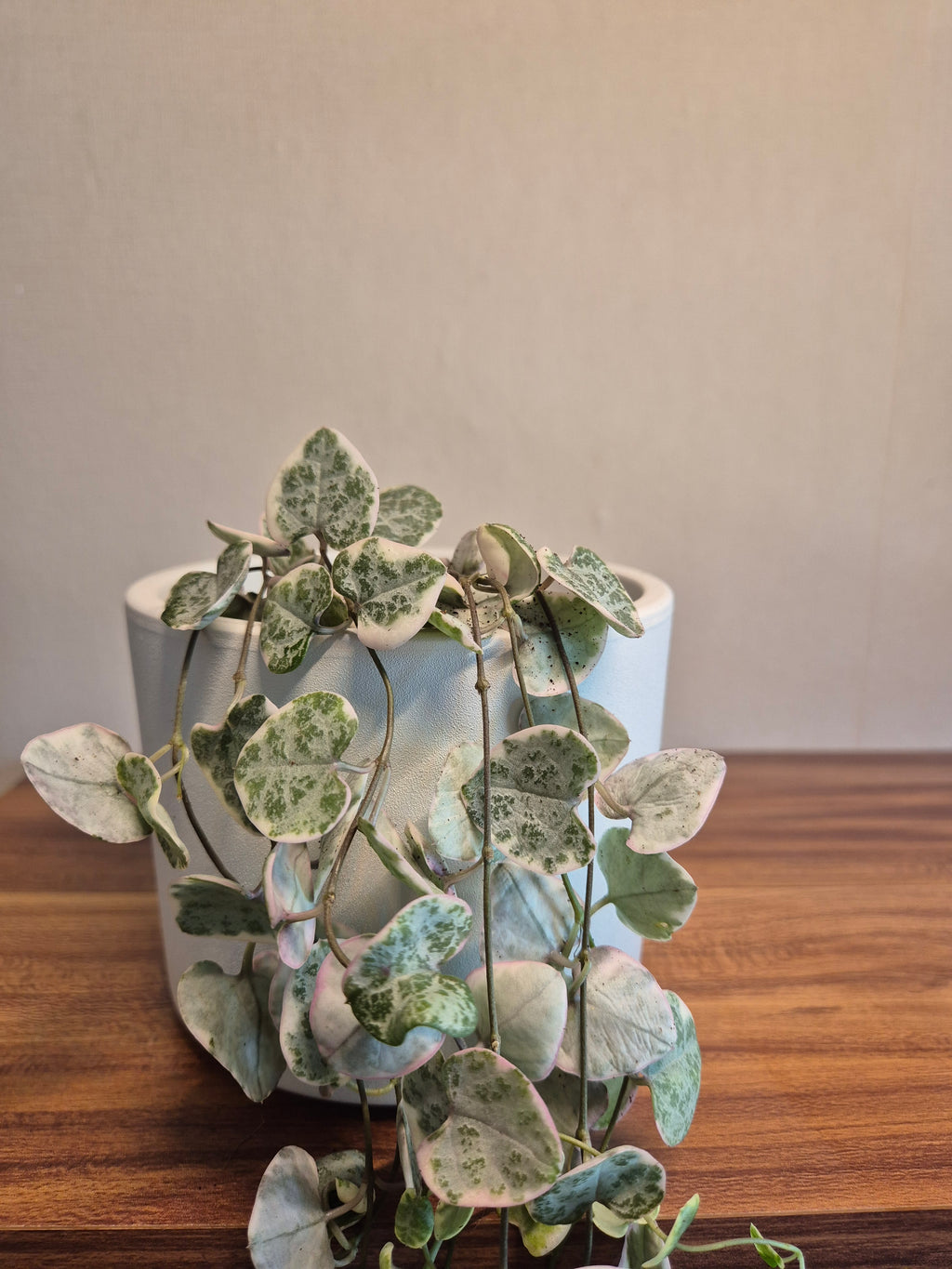 Ceropegia Woodii Variegata #1