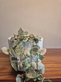 Ceropegia Woodii Variegata #1
