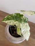 Alocasia Macrorrhiza splash #11