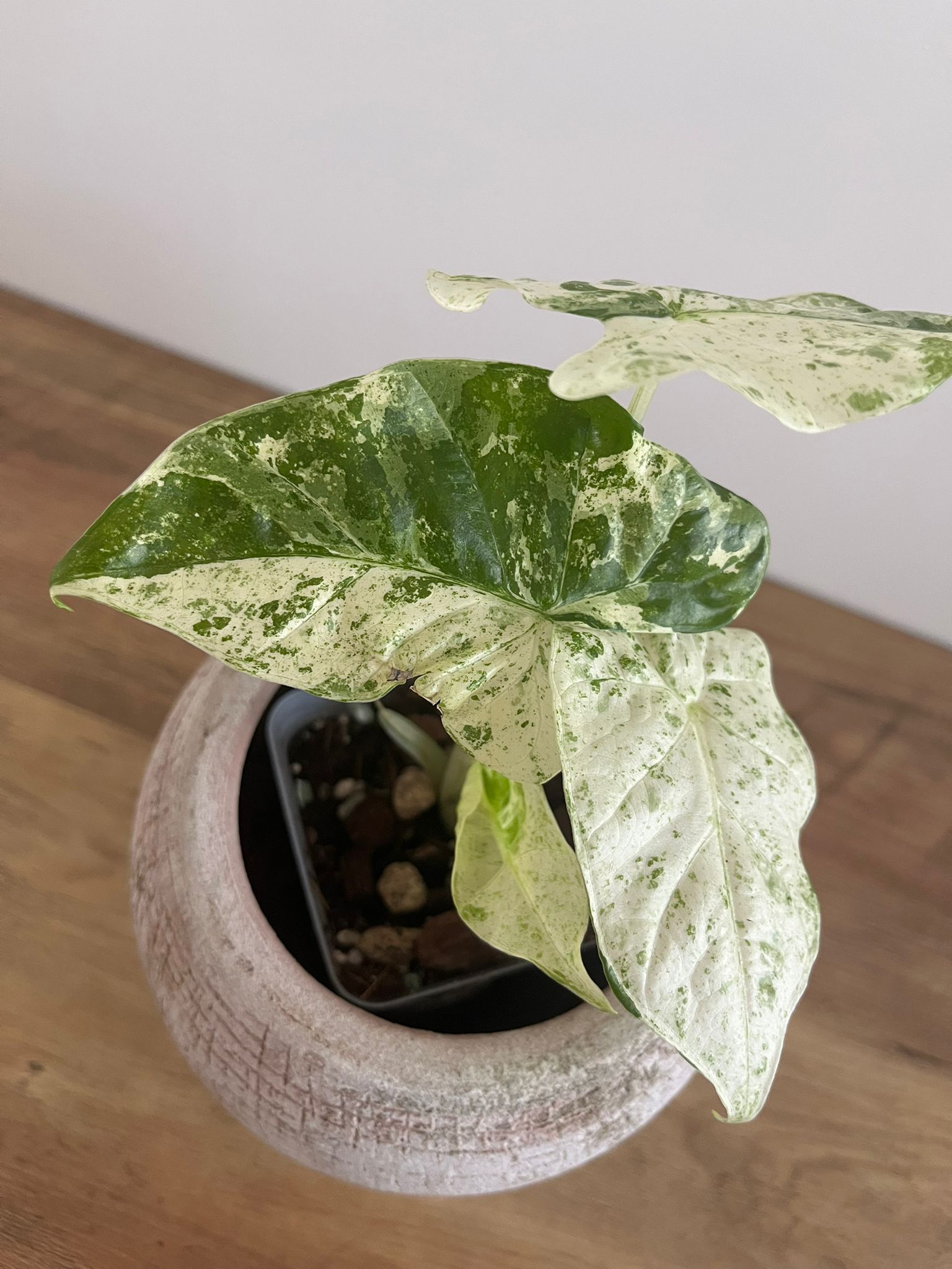 Alocasia Macrorrhiza splash #11