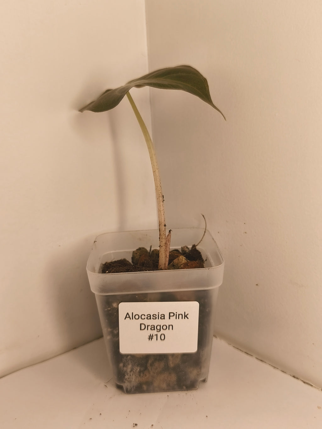 Alocasia Pink Dragon #10