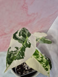 Alocasia Micholitziana Frydek Variegated #7