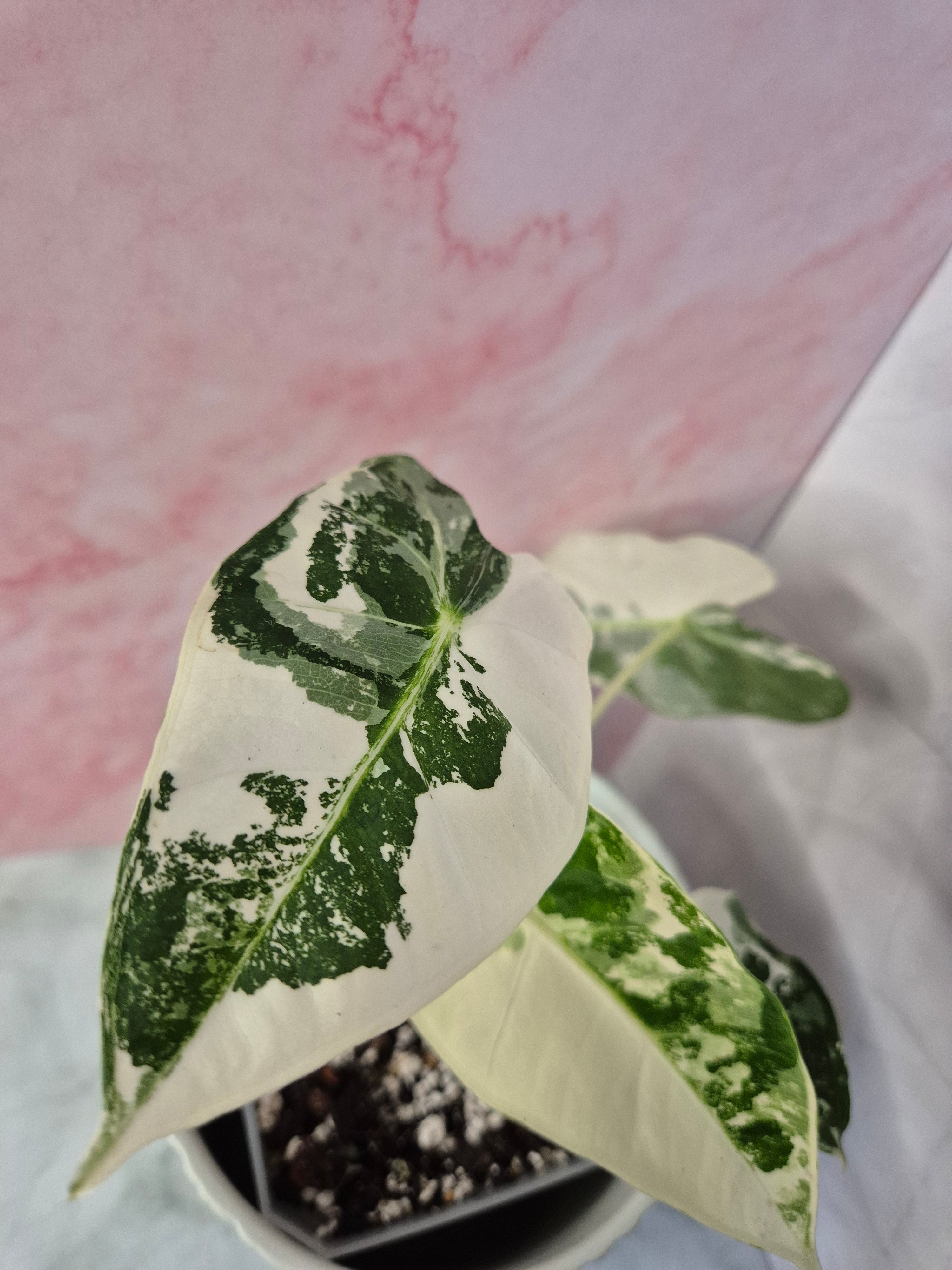 Alocasia Micholitziana Frydek Variegated #7