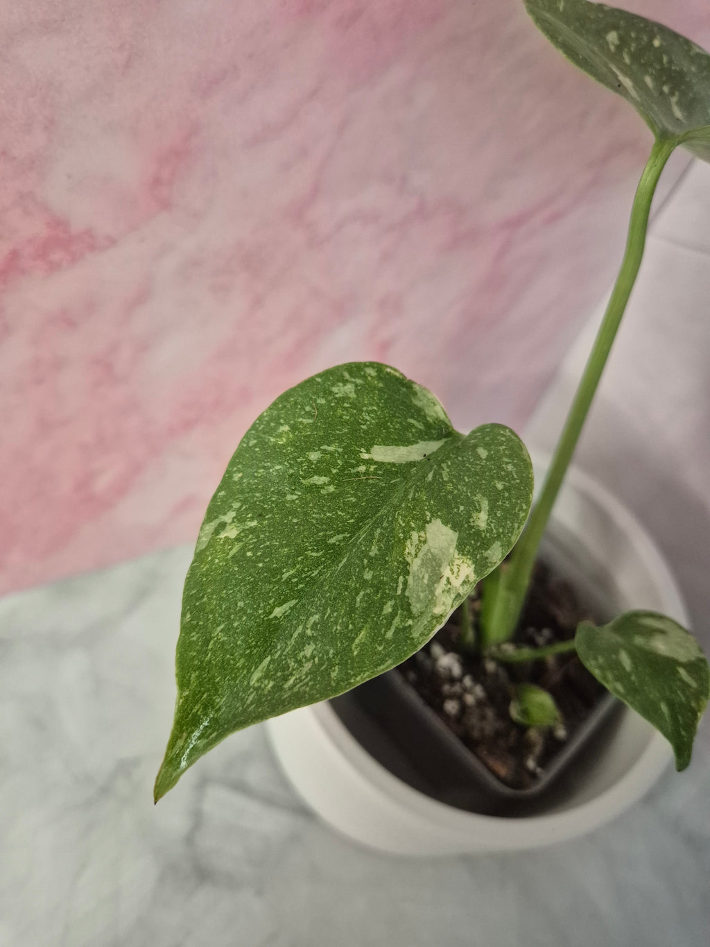 Monstera Thai Constellation #18