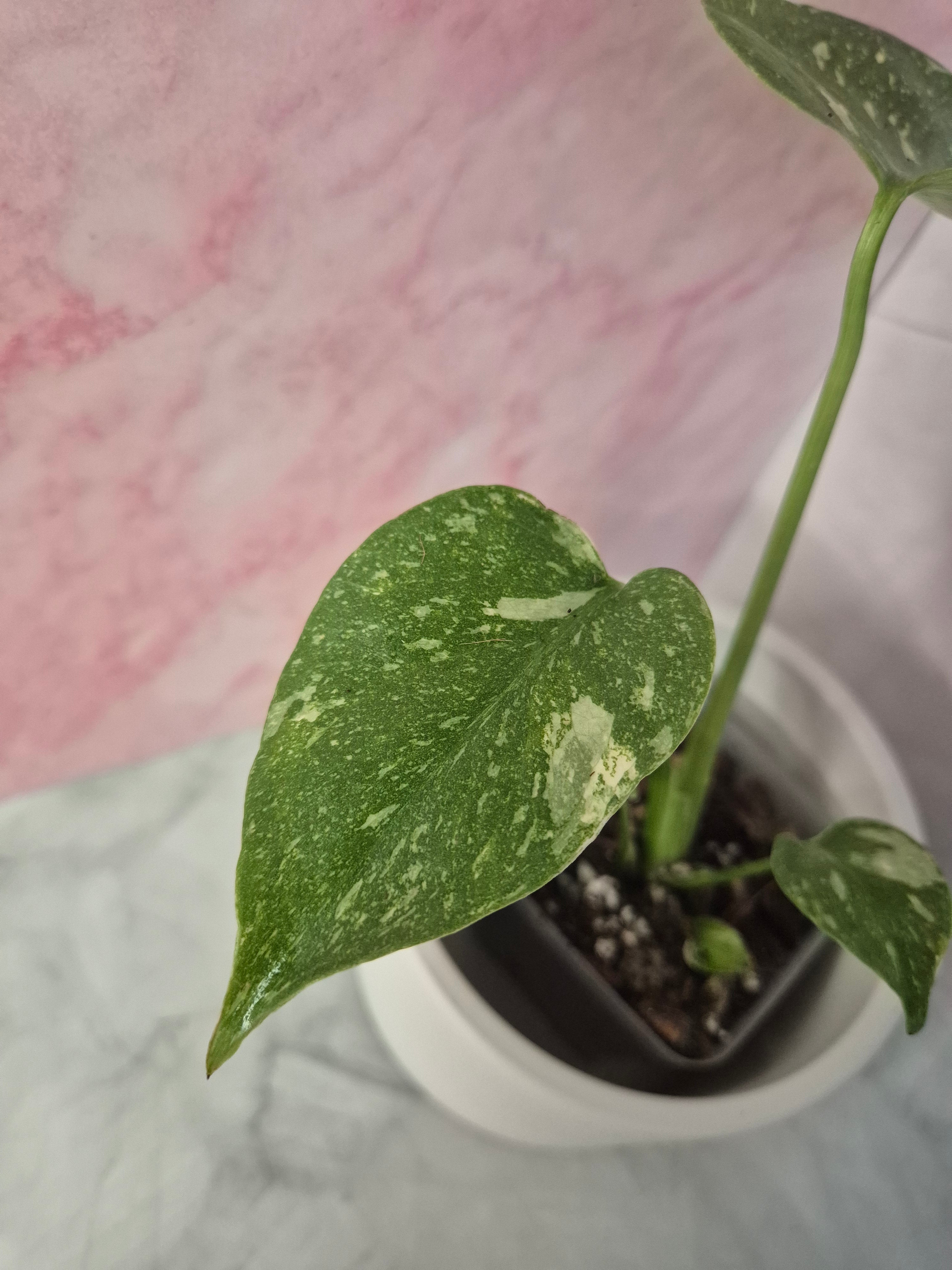 Monstera Thai Constellation #18