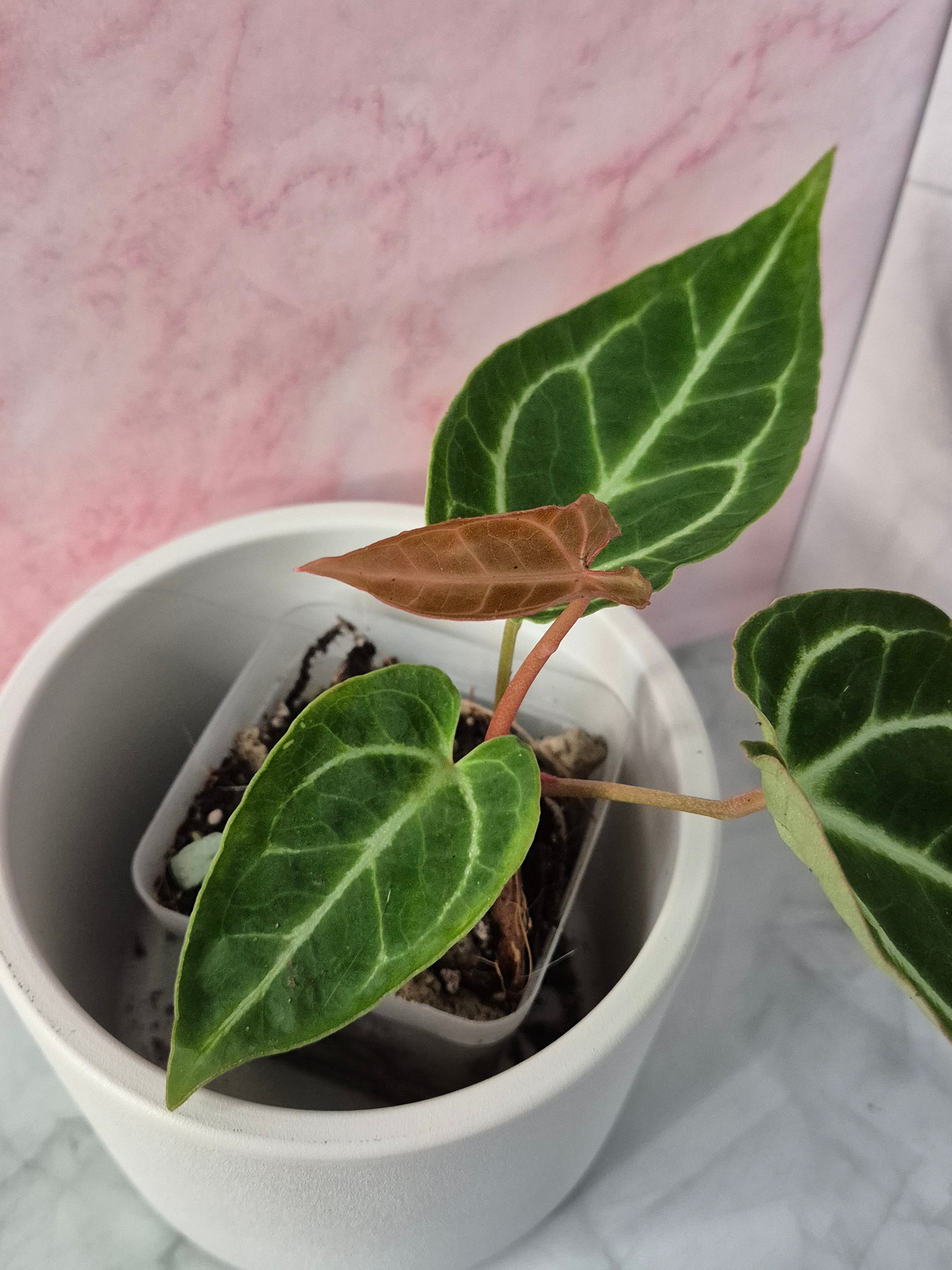 Anthurium Crystallinum x Magnificum #1