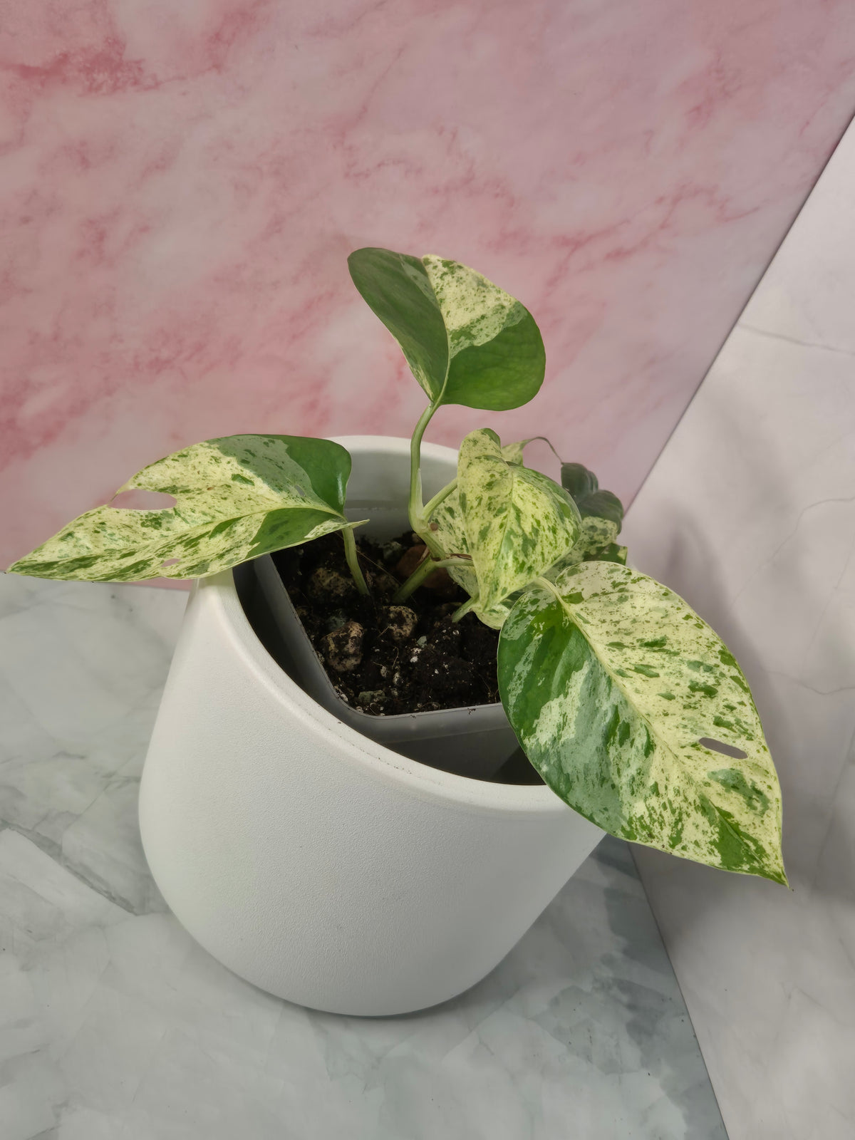 Epipremnum Pinnatum Marble King #2