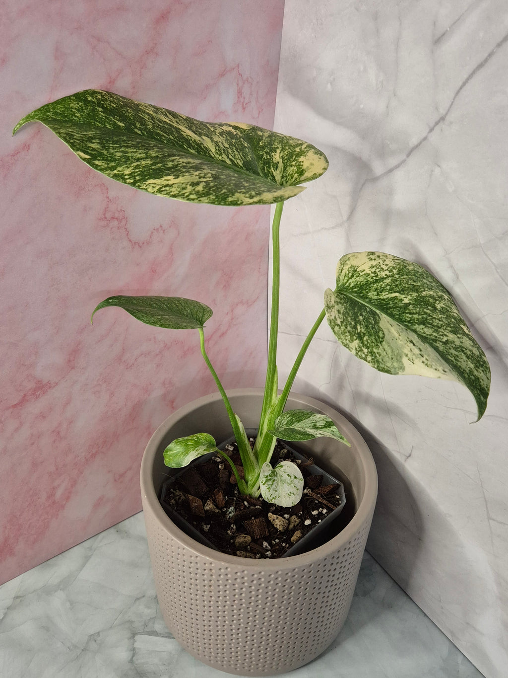 Monstera Mint #4