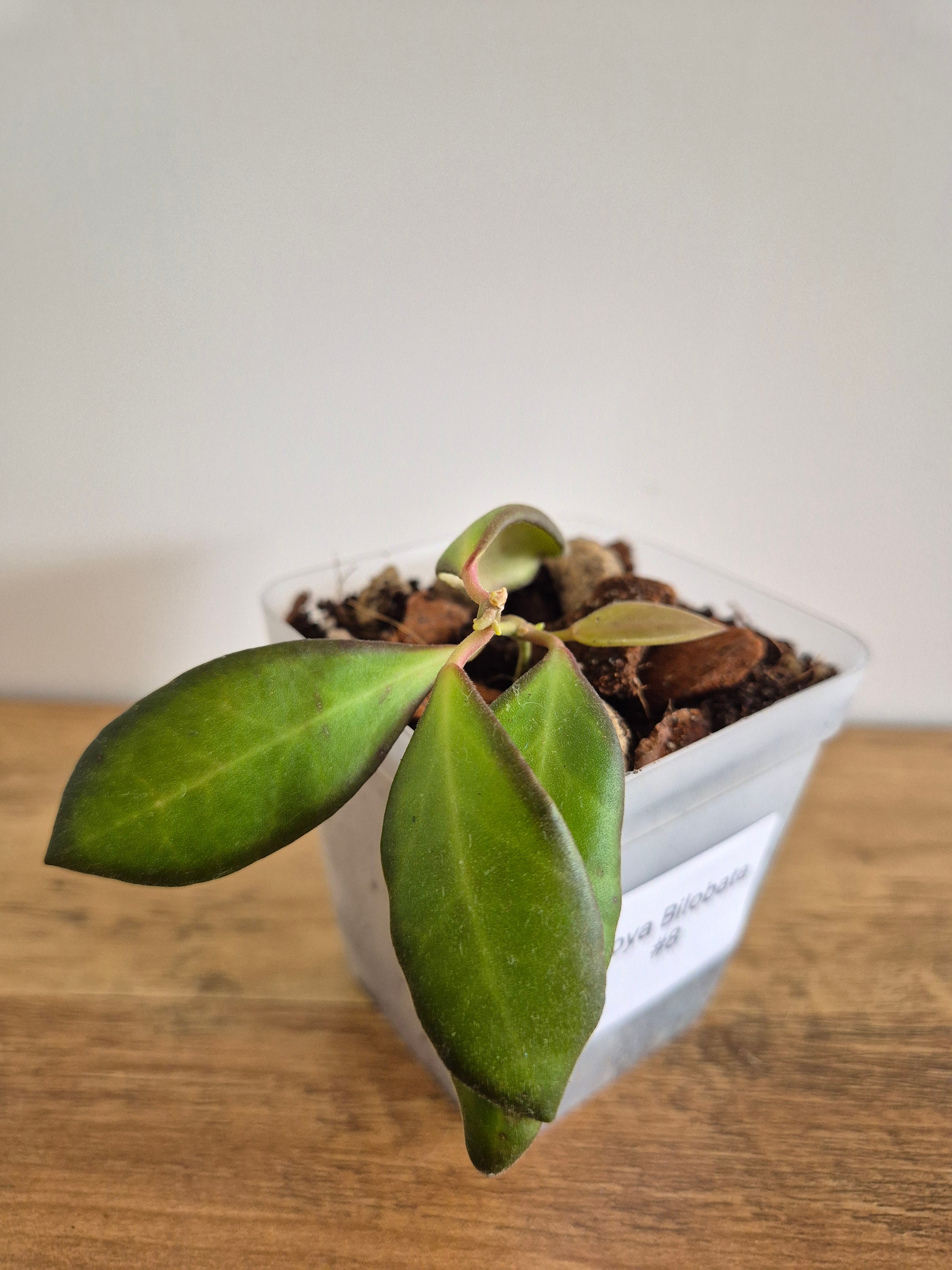 Hoya Bilobata #8