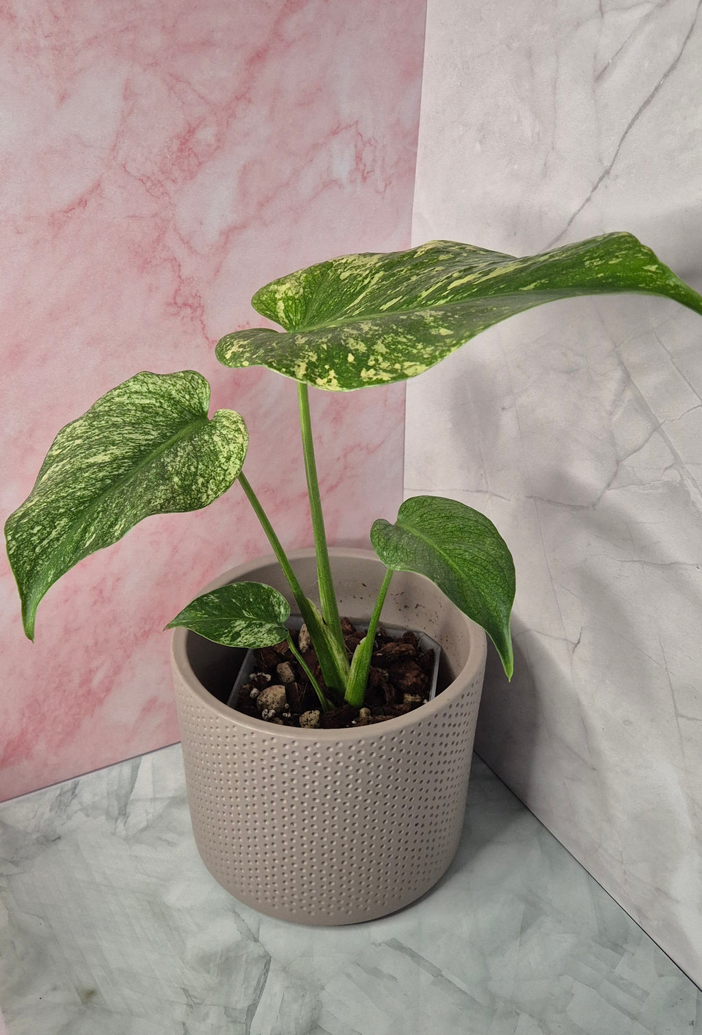 Monstera Mint #2