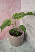 Monstera Mint #2