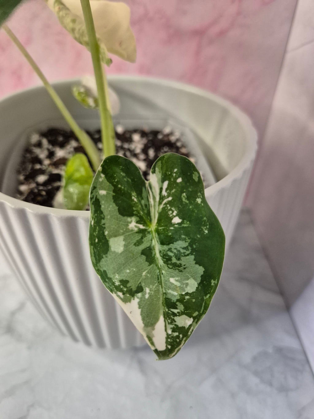 Alocasia Micholitziana Frydek Variegated #5