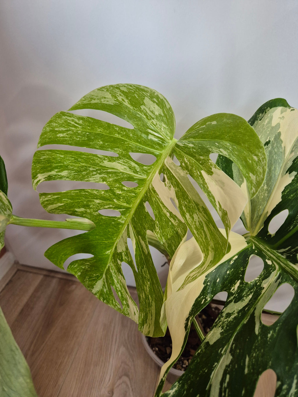 Monstera Thai Constellation #28