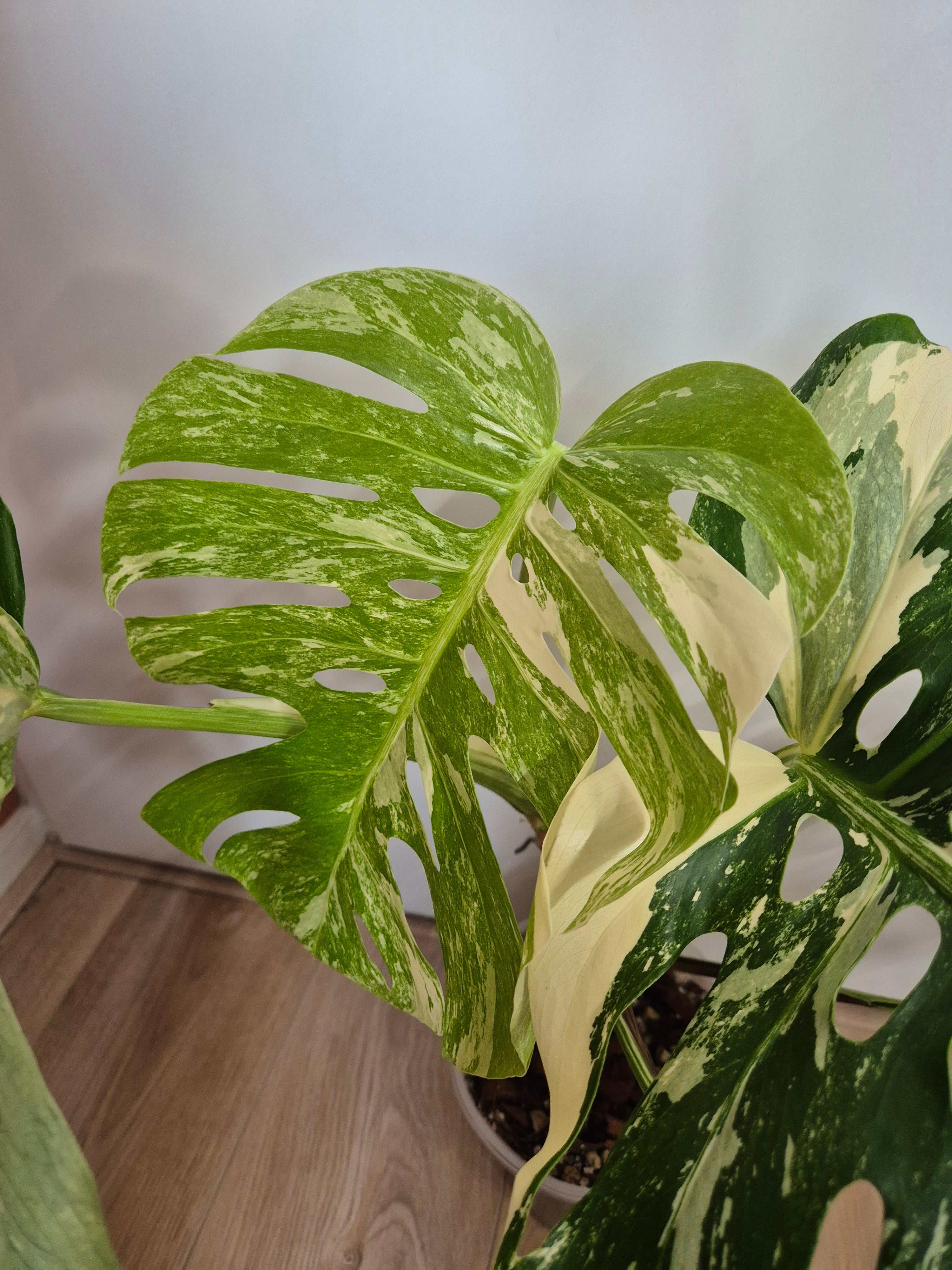Monstera Thai Constellation #28