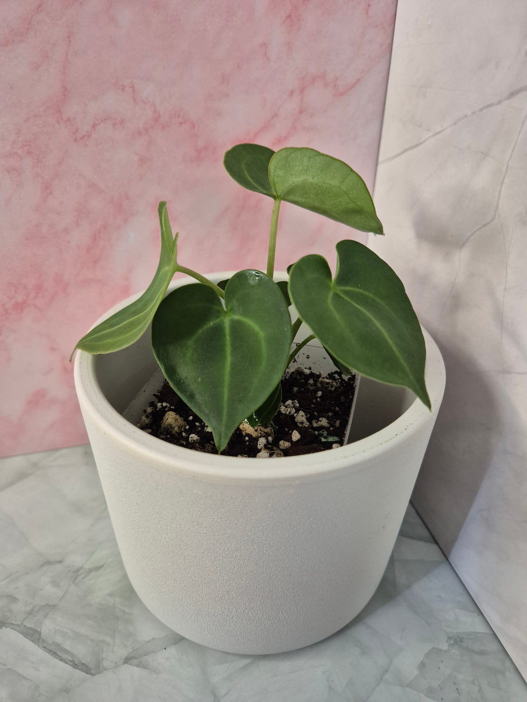 Anthurium Clarinervium #1