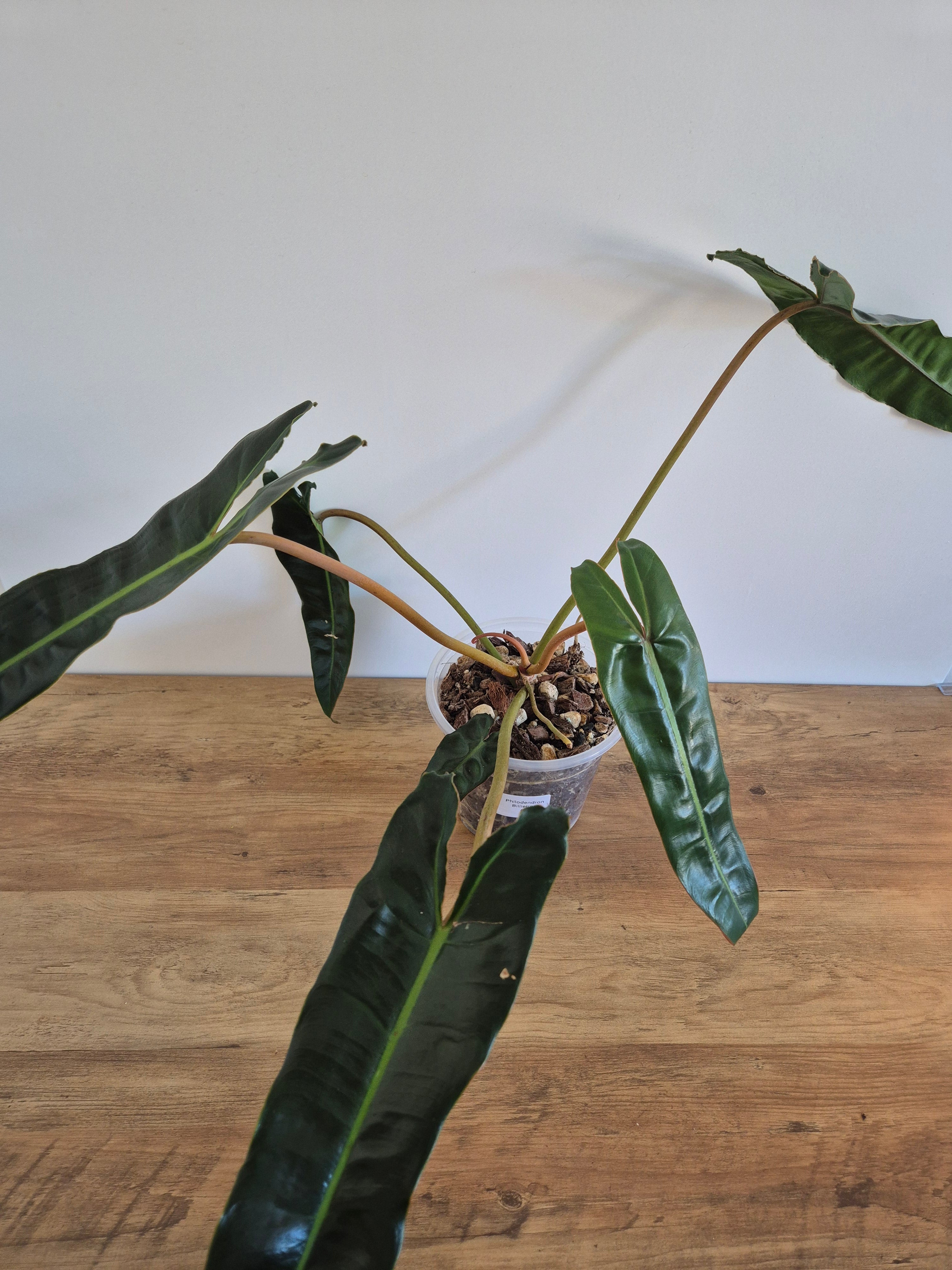 Philodendron Billietiae #1