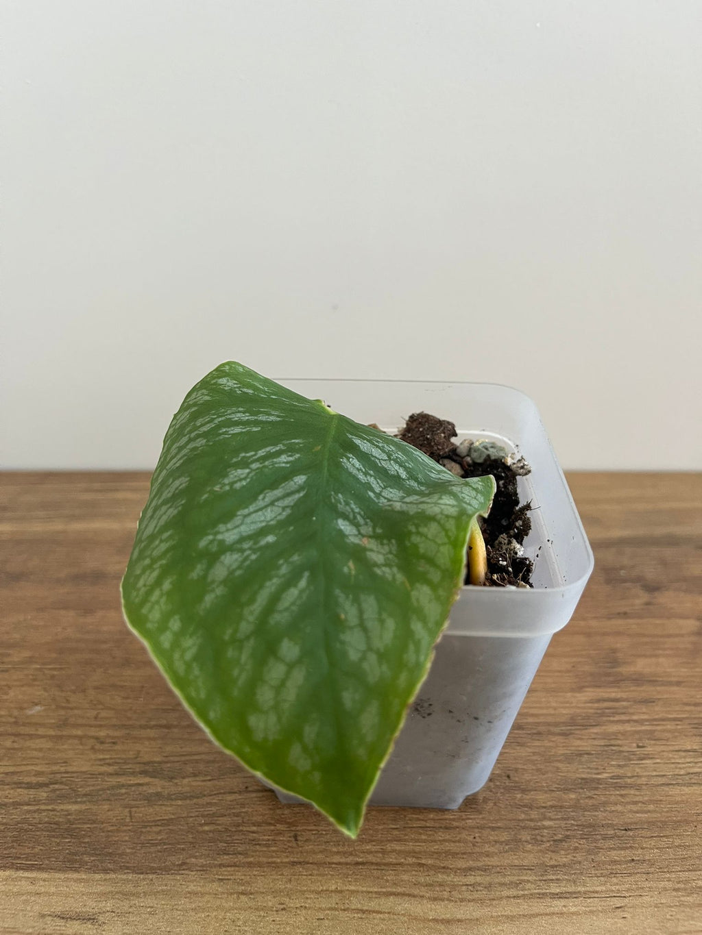 Monstera Dubia #1