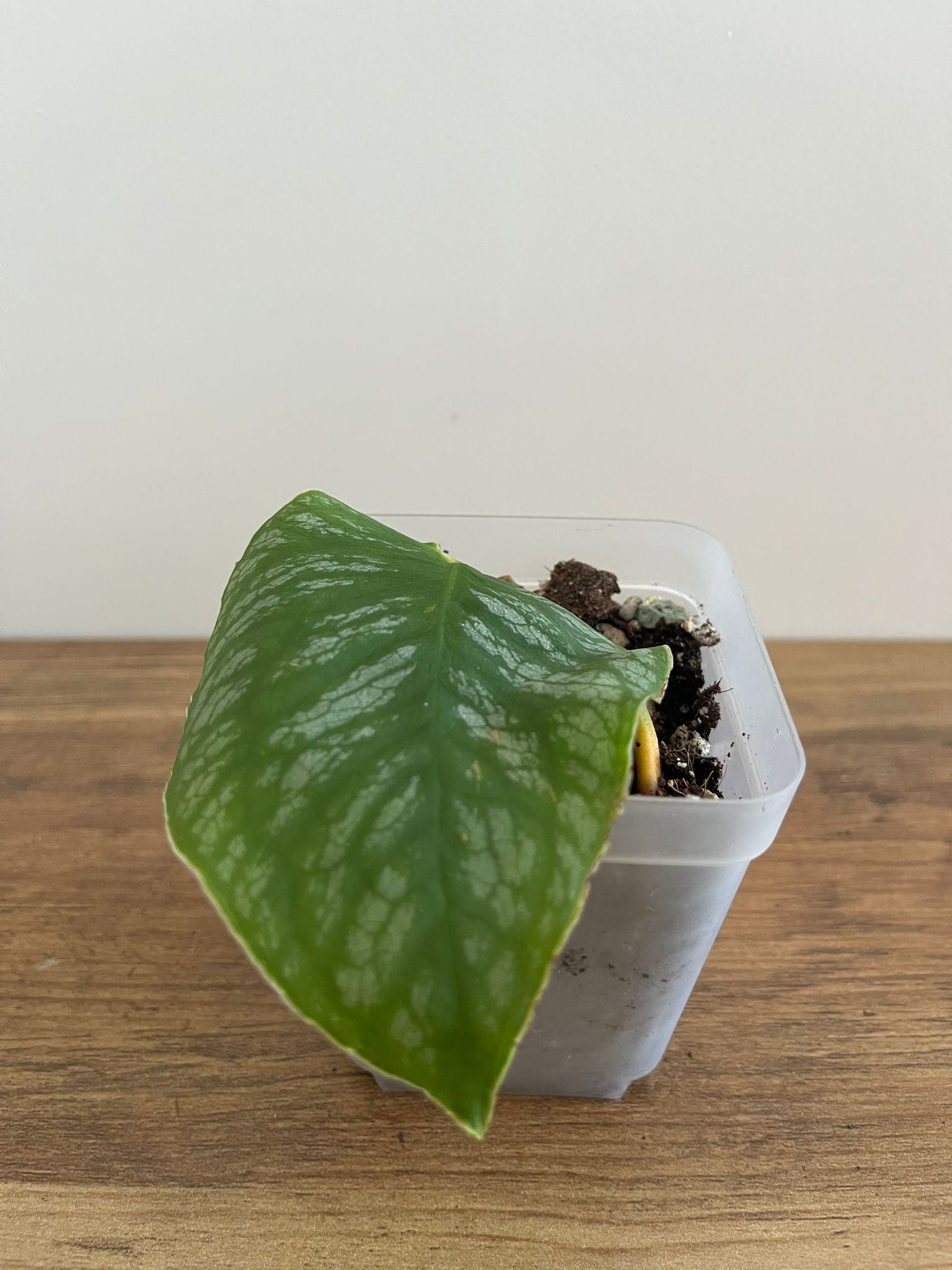 Monstera Dubia #1