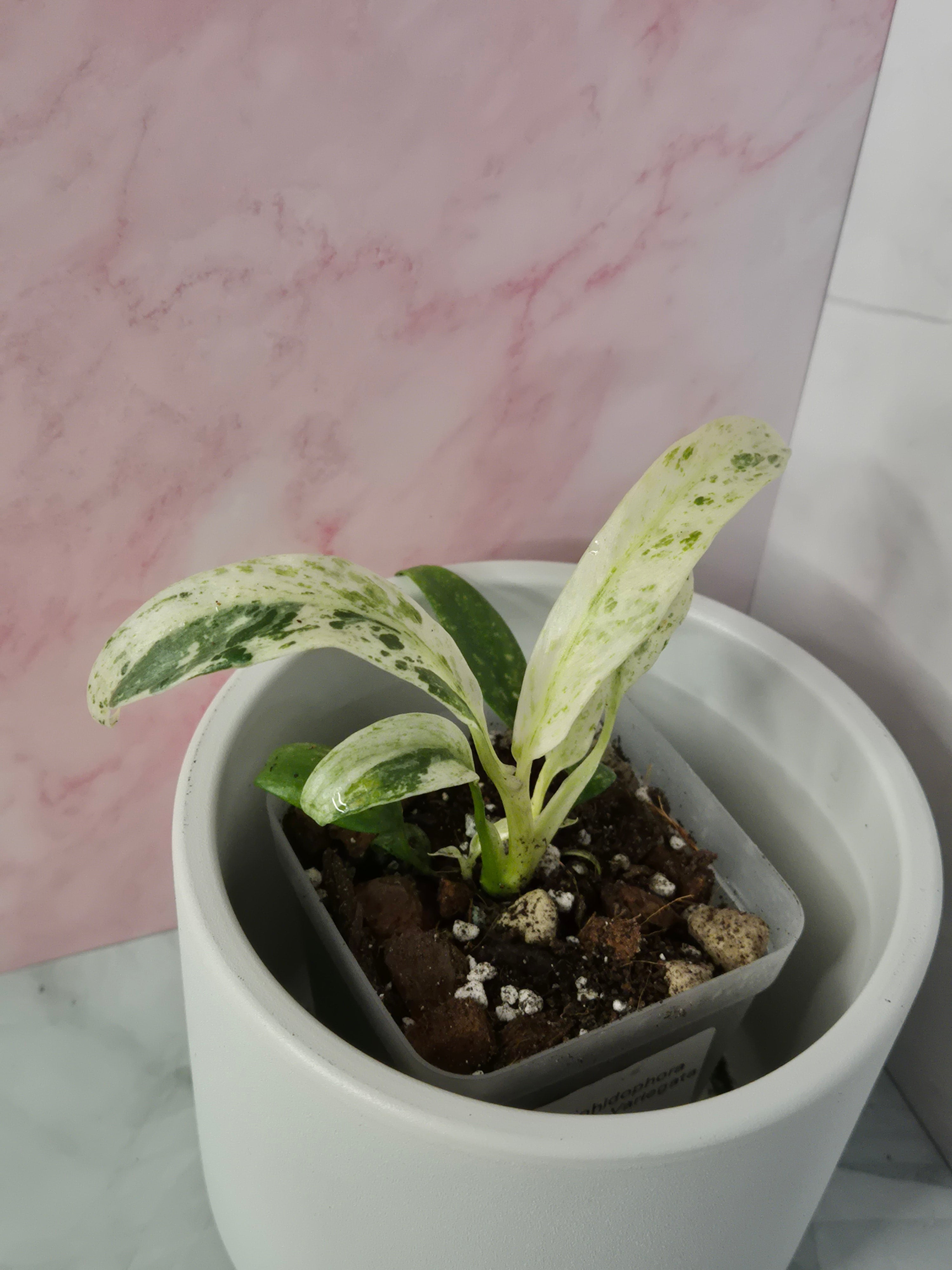 Rhaphidophora Puberula Variegata #10