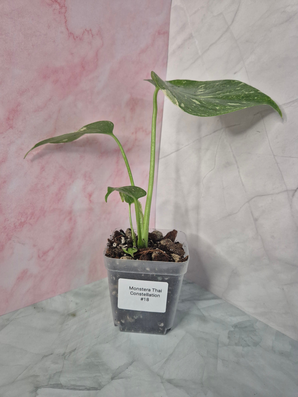 Monstera Thai Constellation #18