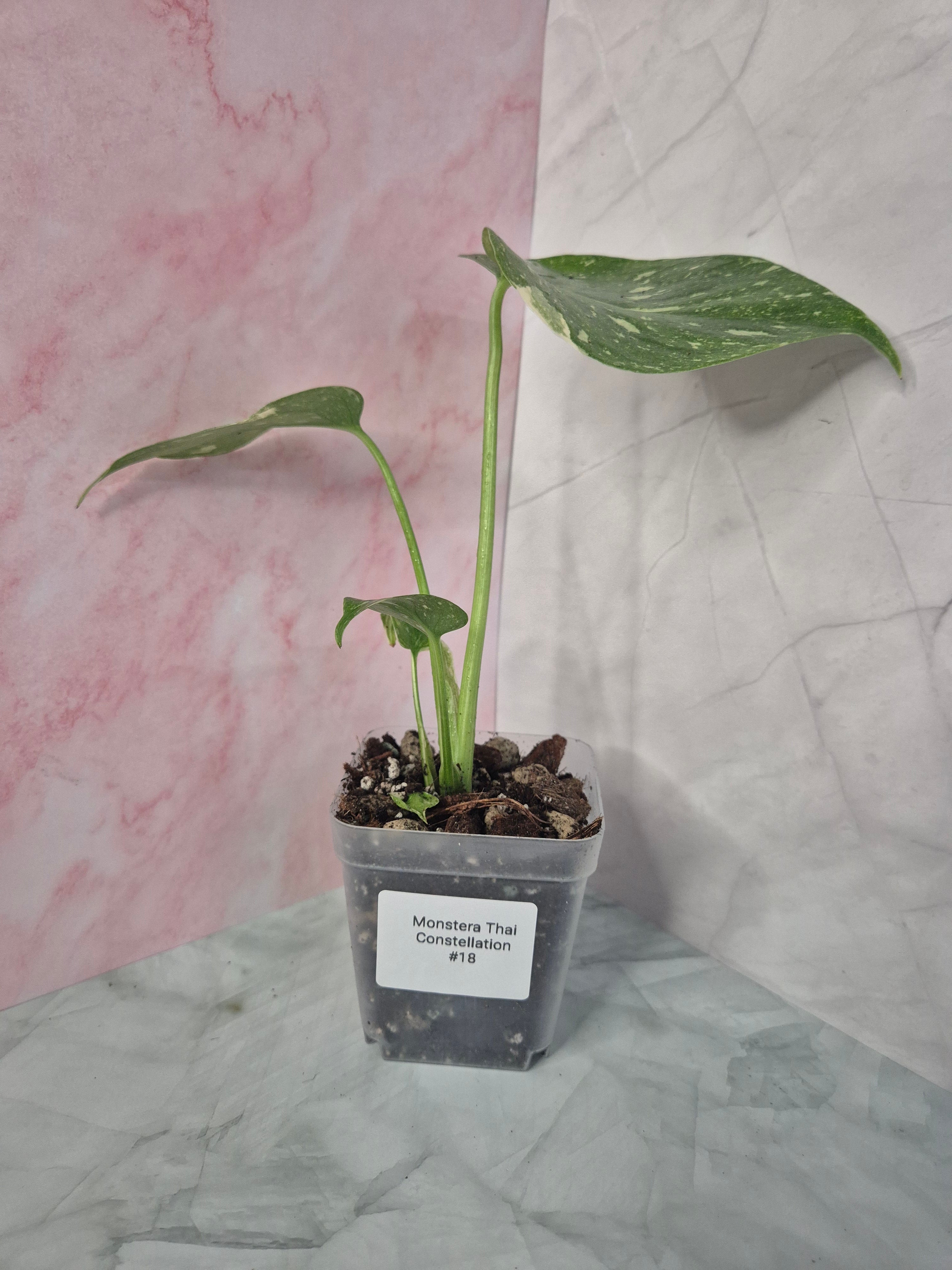 Monstera Thai Constellation #18