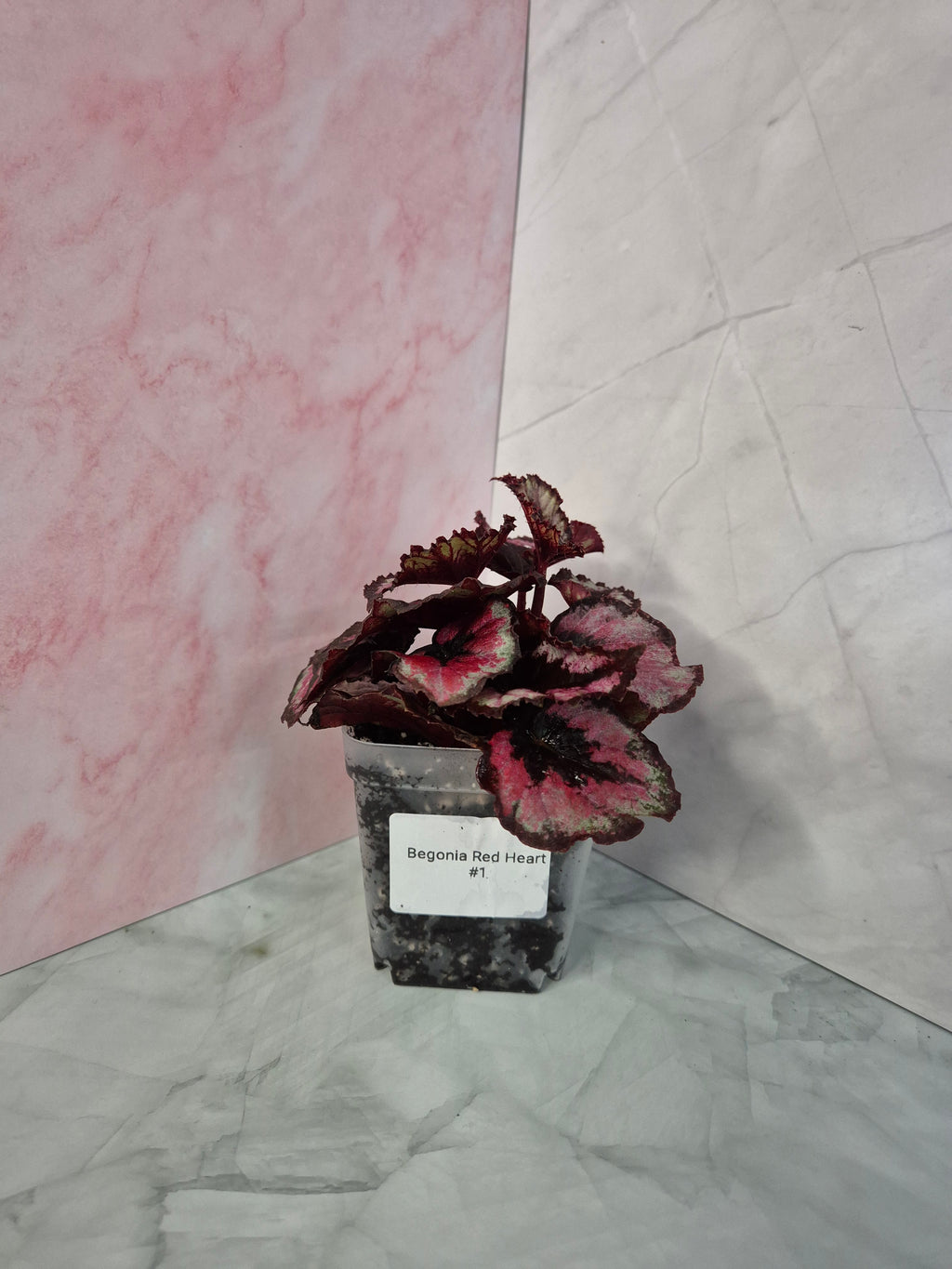 Begonia Red Heart #1