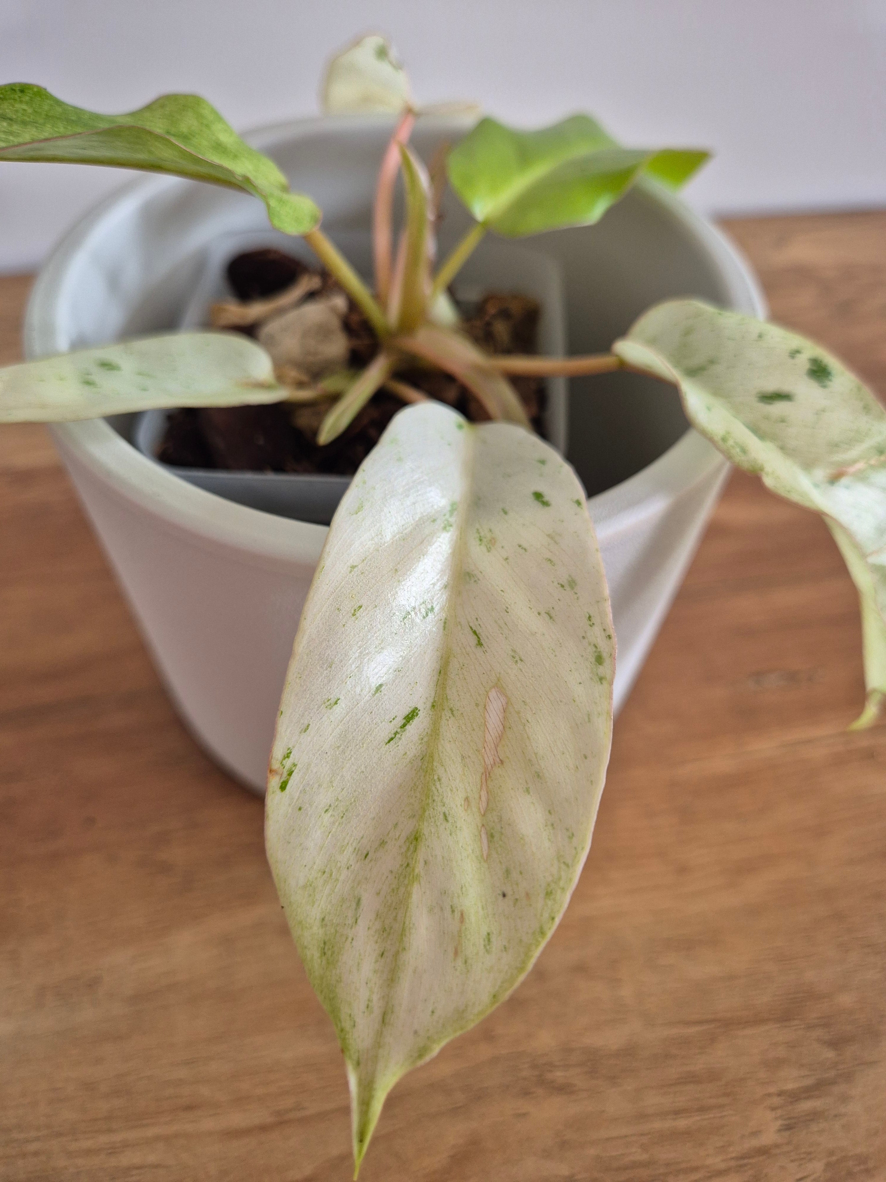 Philodendron Snowdrift #2