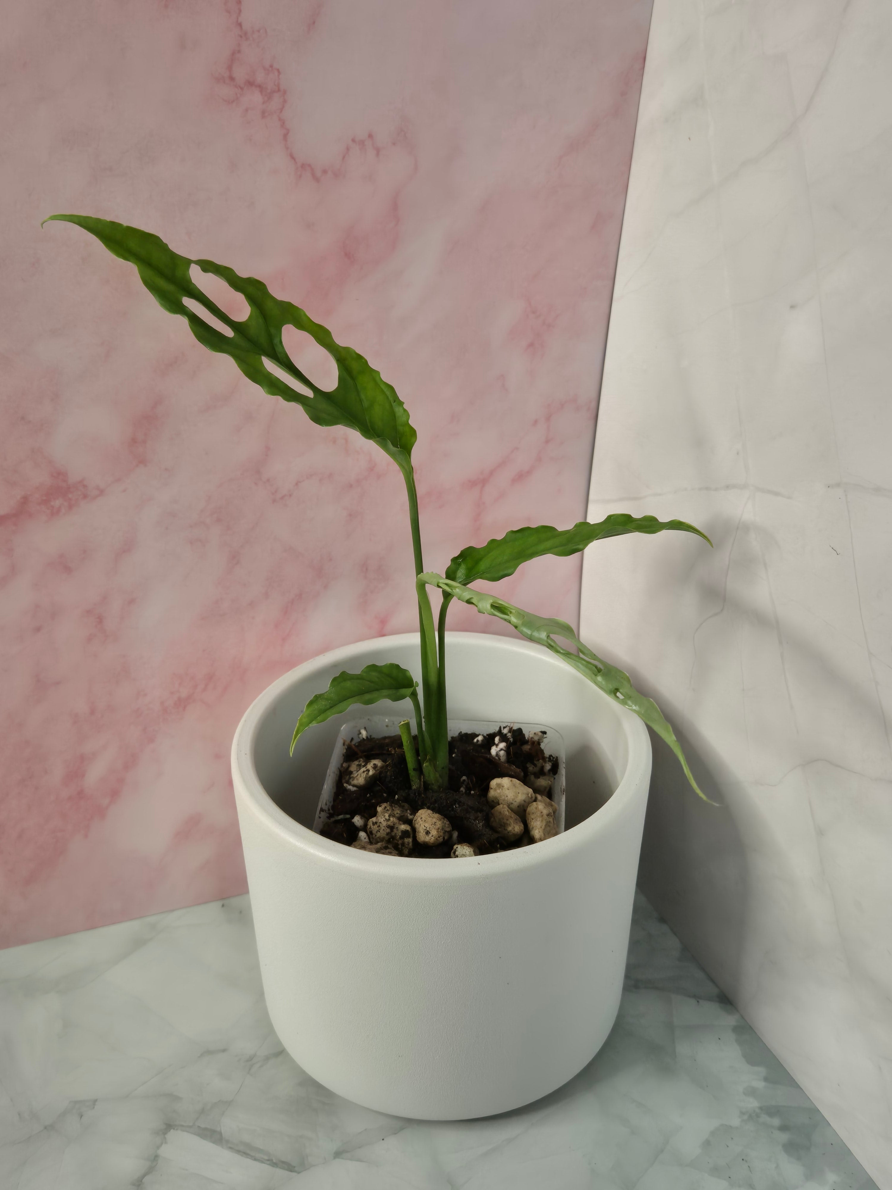 Monstera Obliqua Peru #1