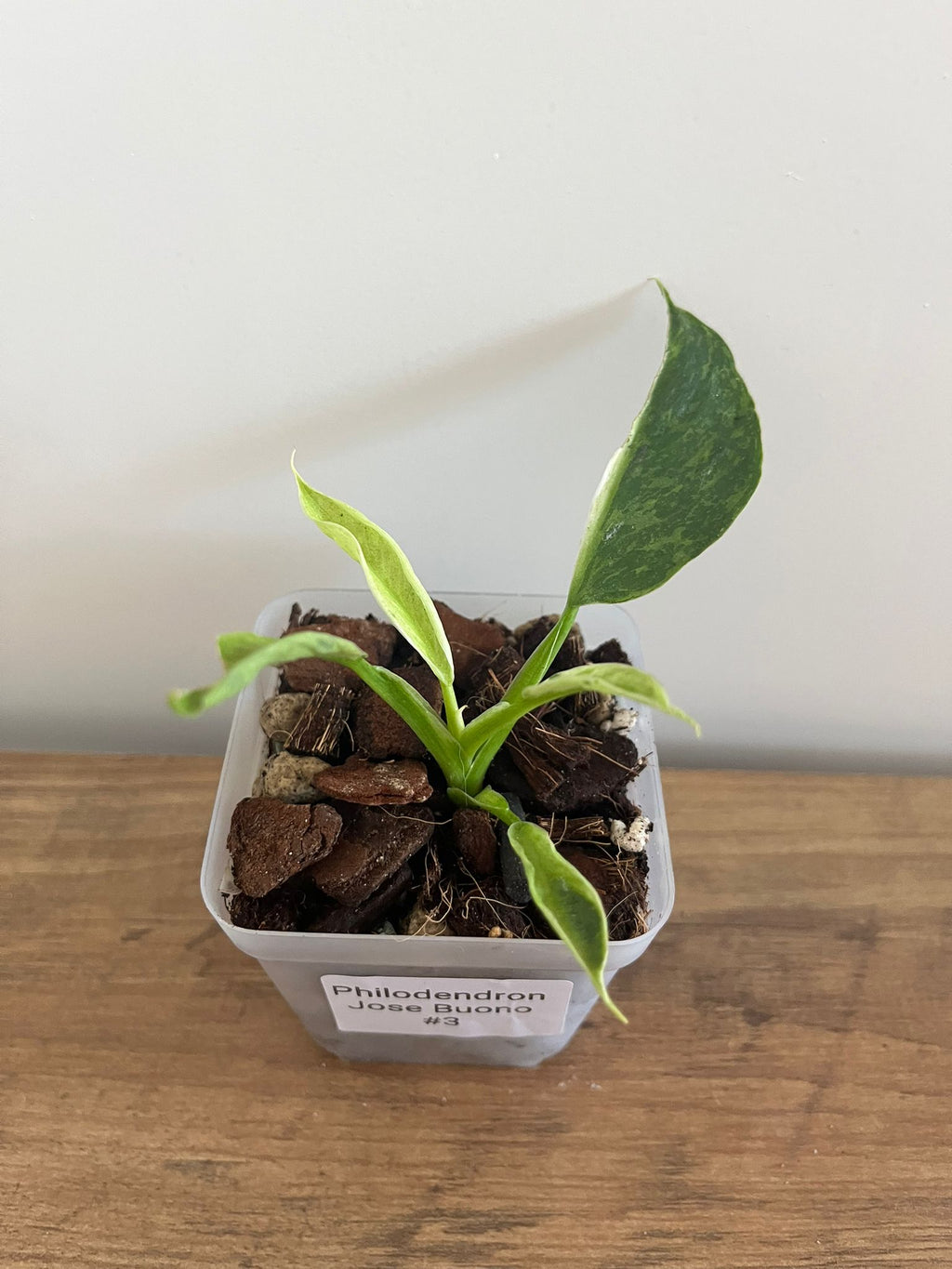 Philodendron Jose Buono #3