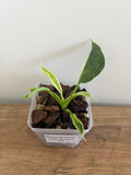 Philodendron Jose Buono #3