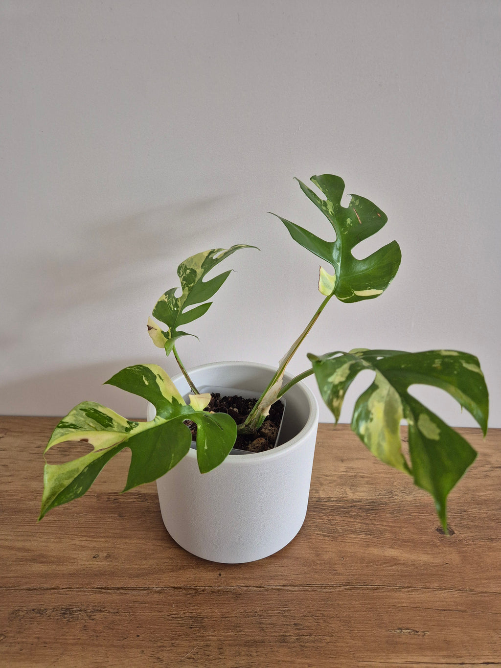 Monstera Minima Variegated #1 (Rhaphidophora Tetrasperma variegated)