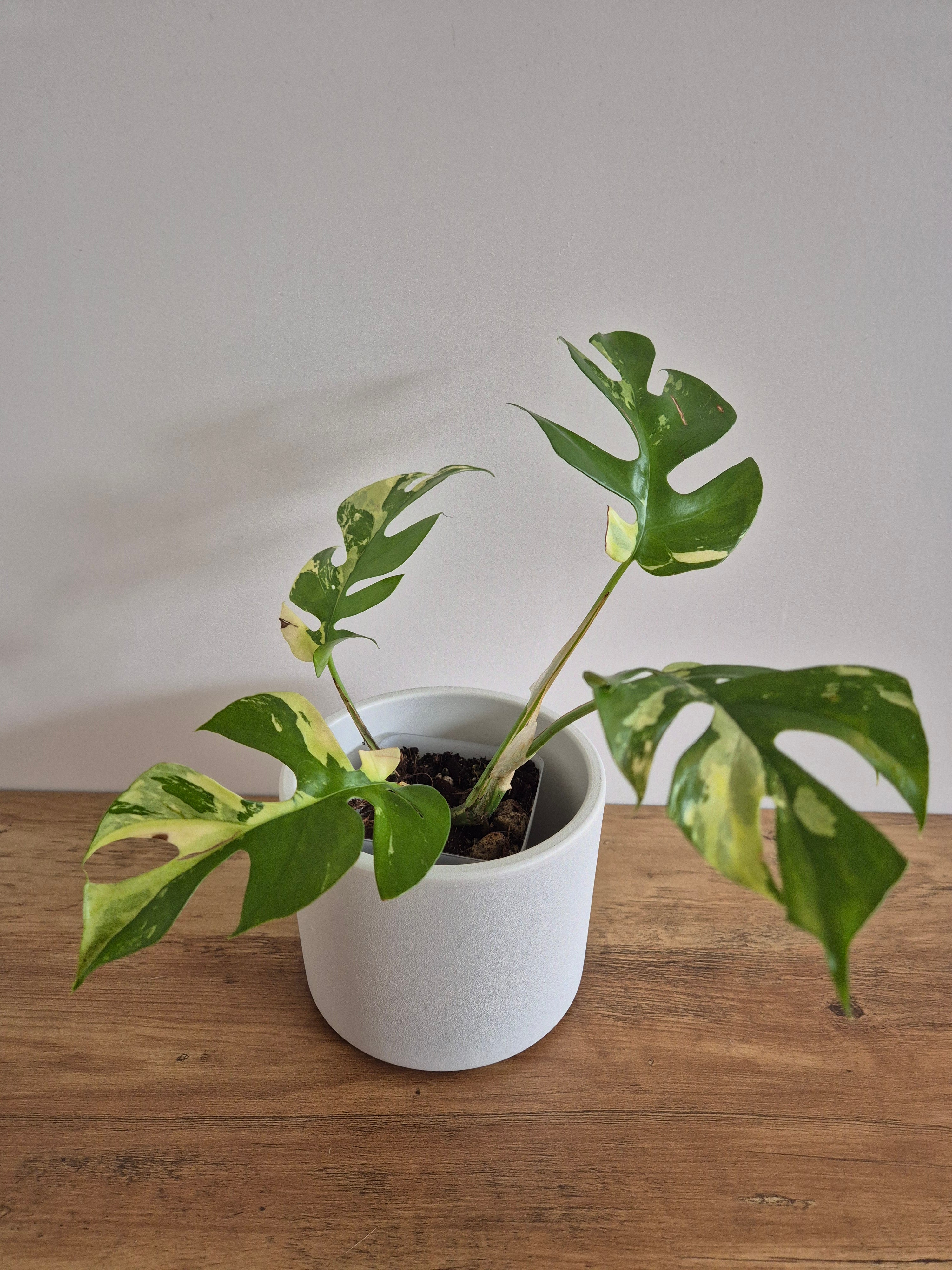Monstera Minima Variegated #1 (Rhaphidophora Tetrasperma variegated)