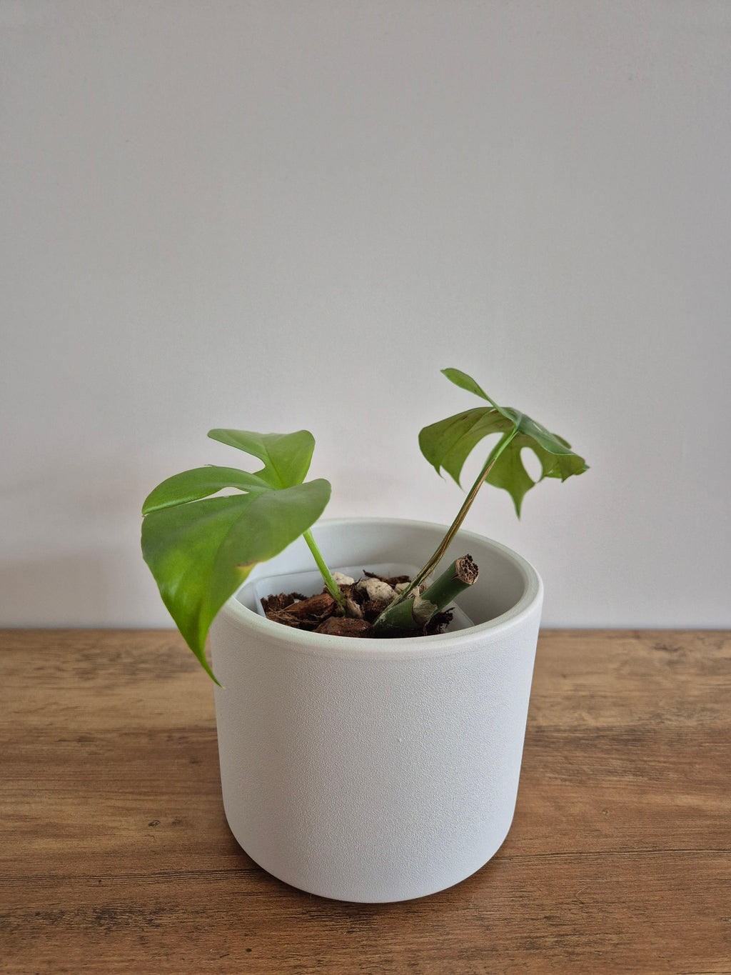 Monstera Minima #4 (Rhaphidophora Tetrasperma)