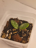 Hoya Mathilde Splash #1