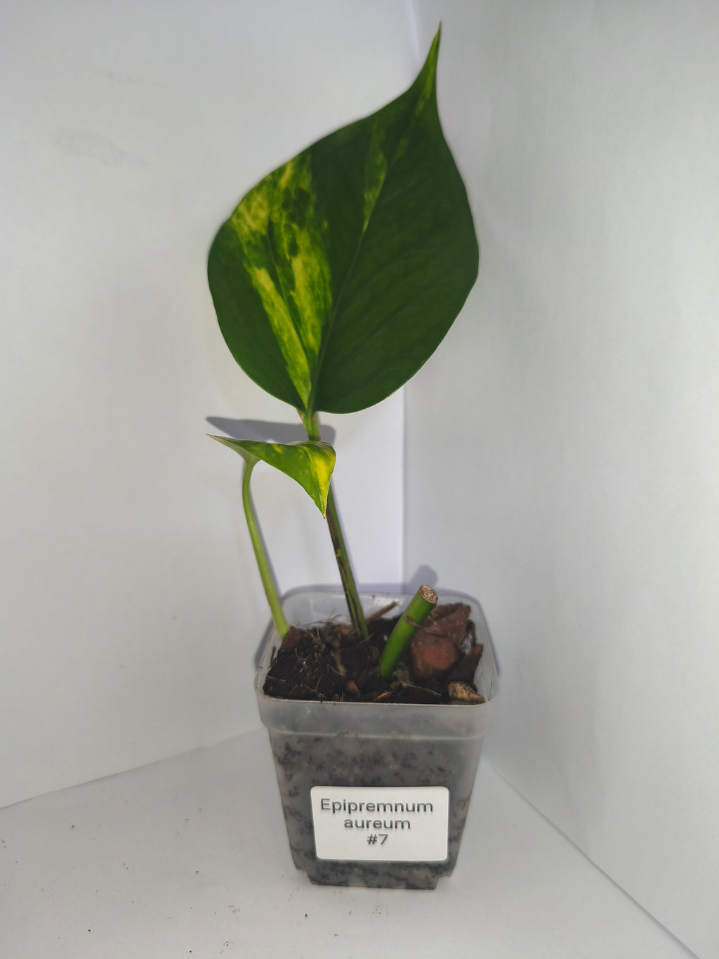 Epipremnum aureum #7