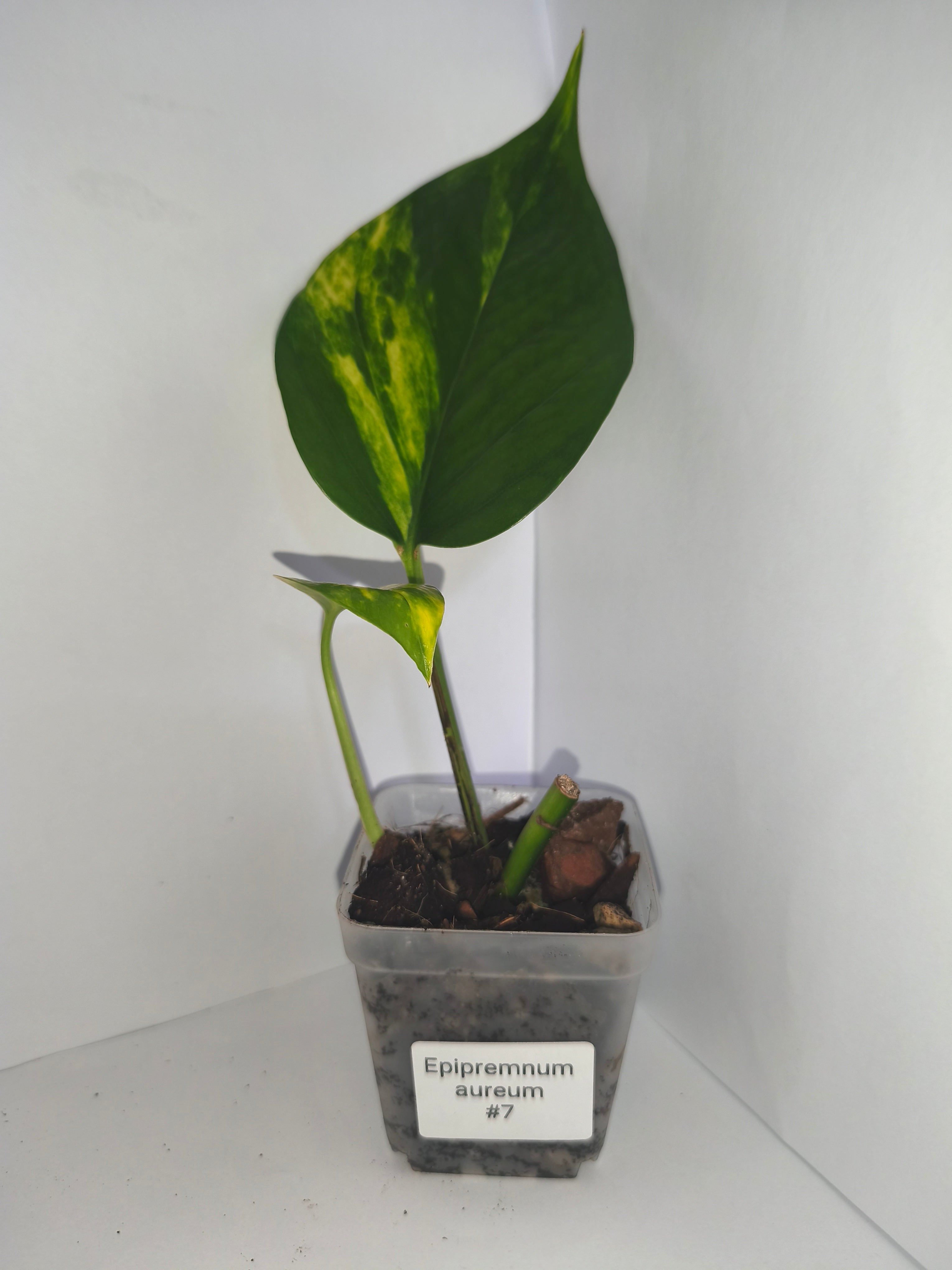Epipremnum aureum #7