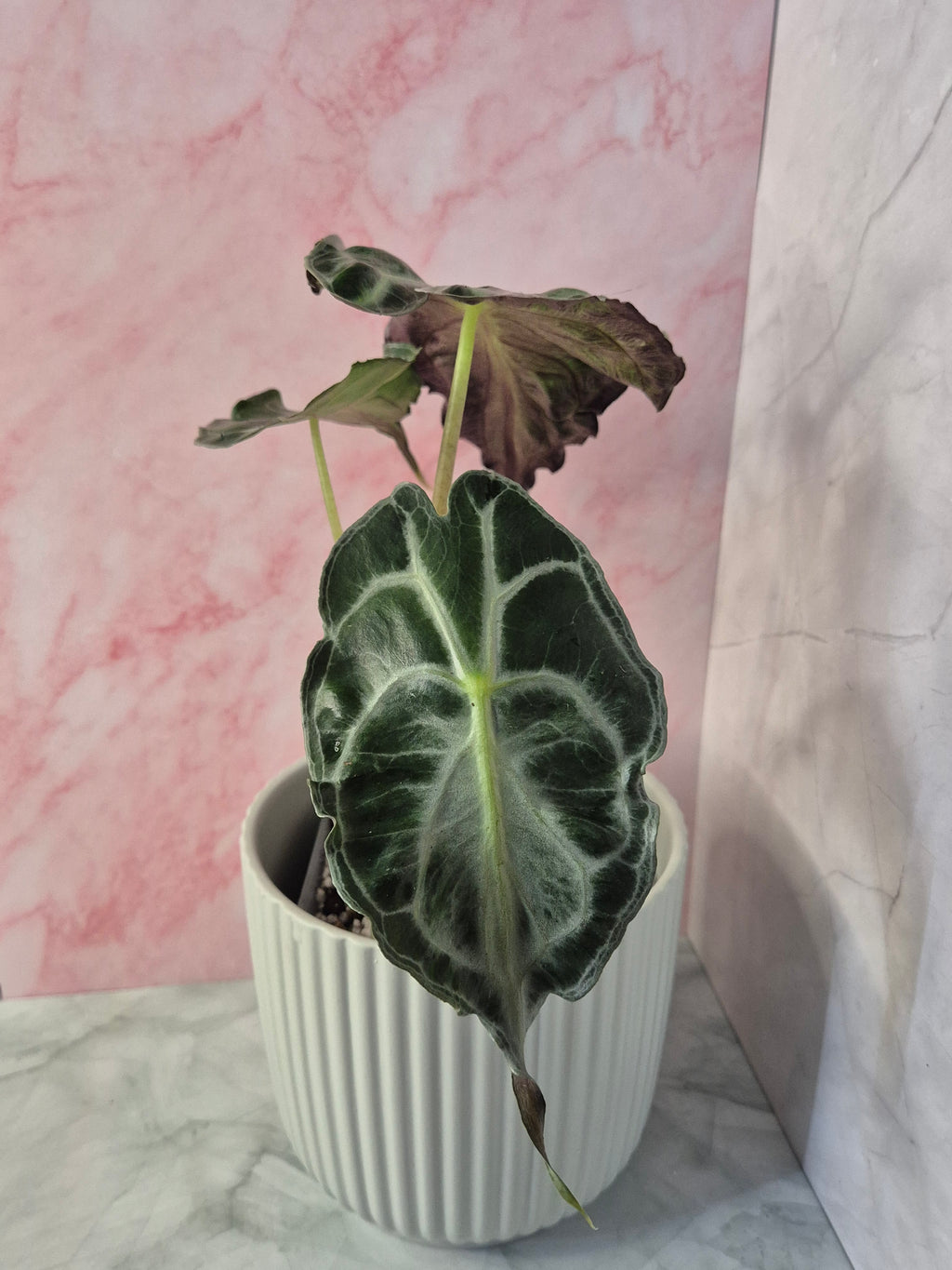 Alocasia Venom #3