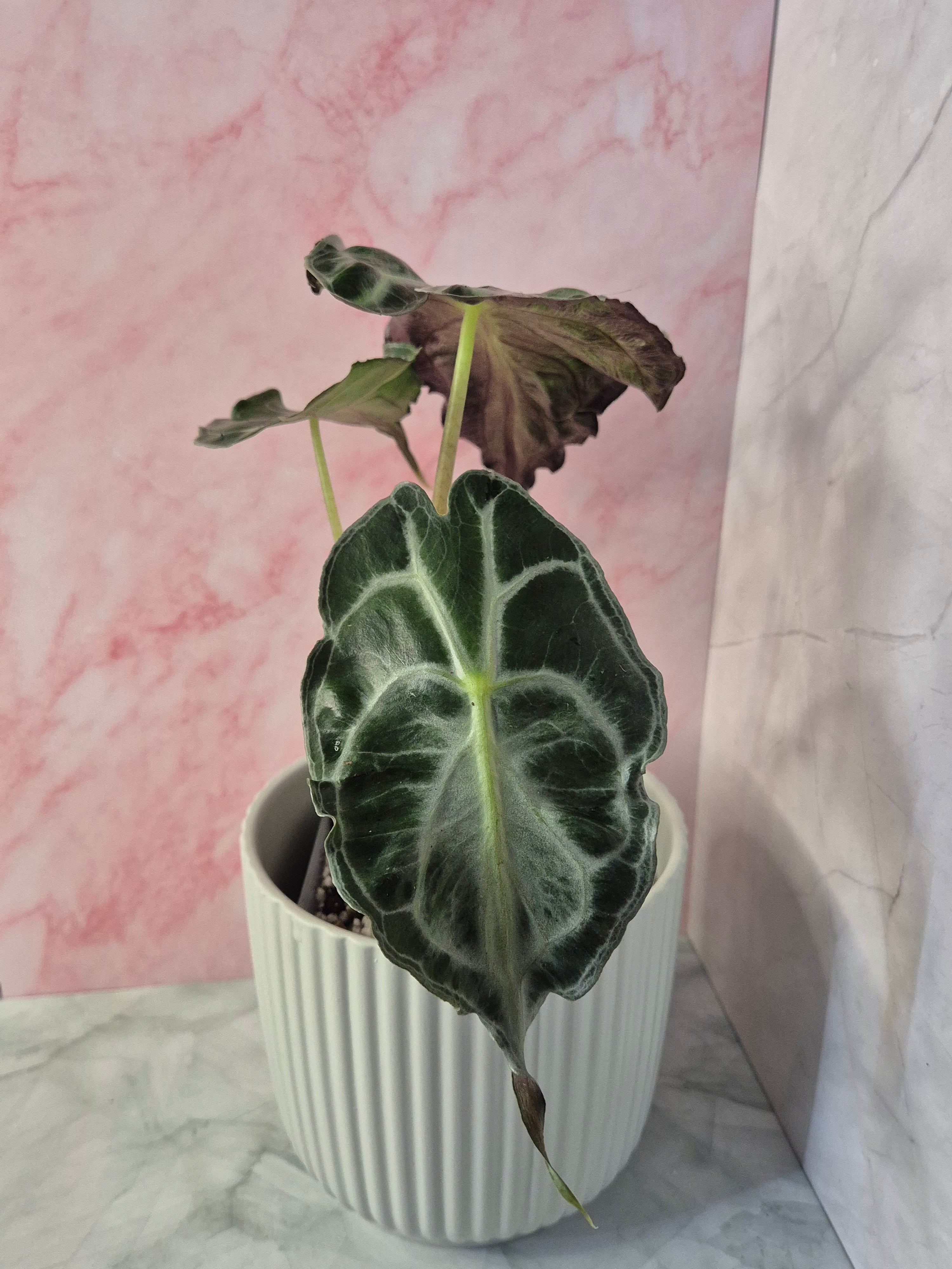 Alocasia Venom #3