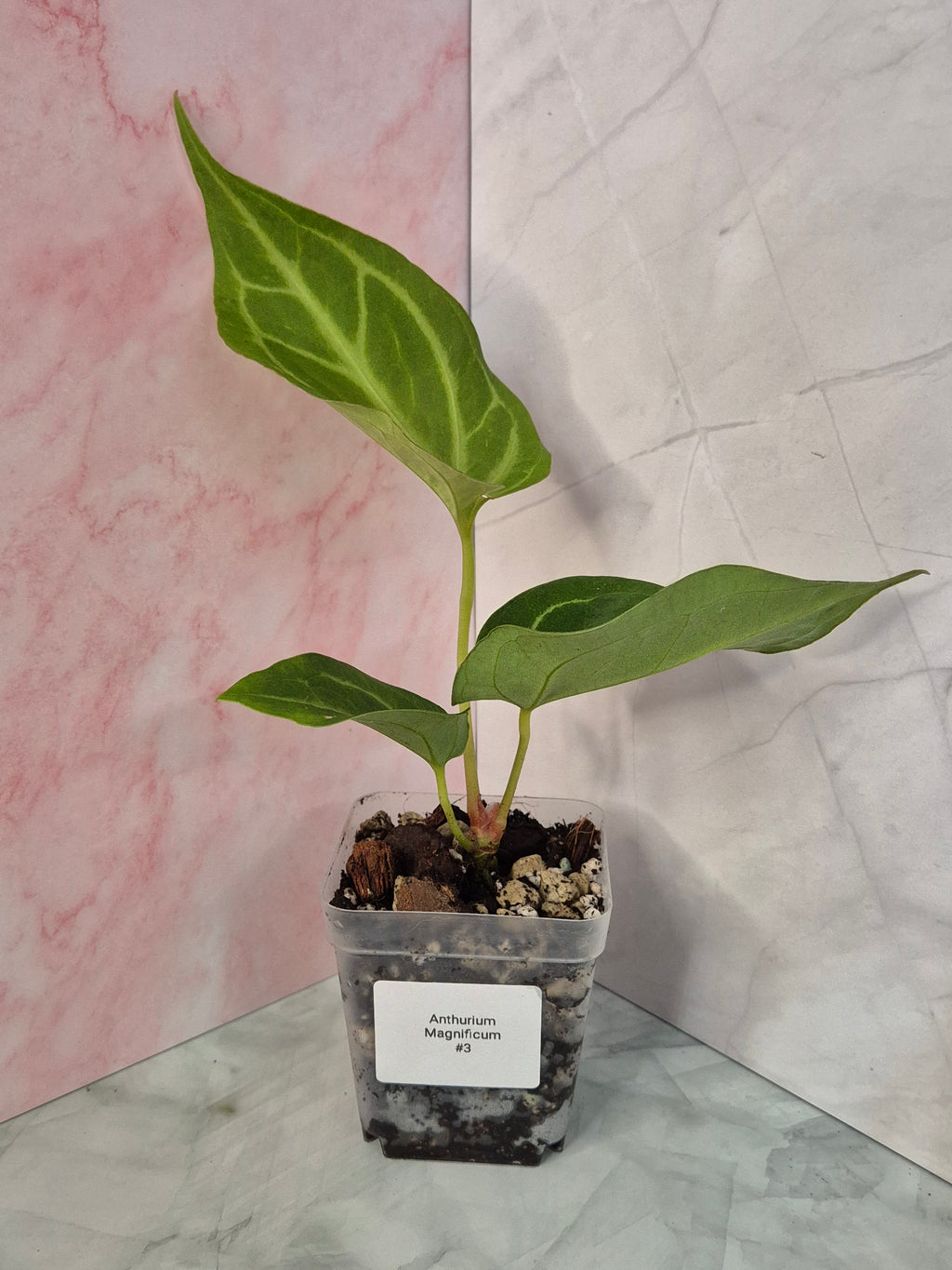 Anthurium Magnificum #3